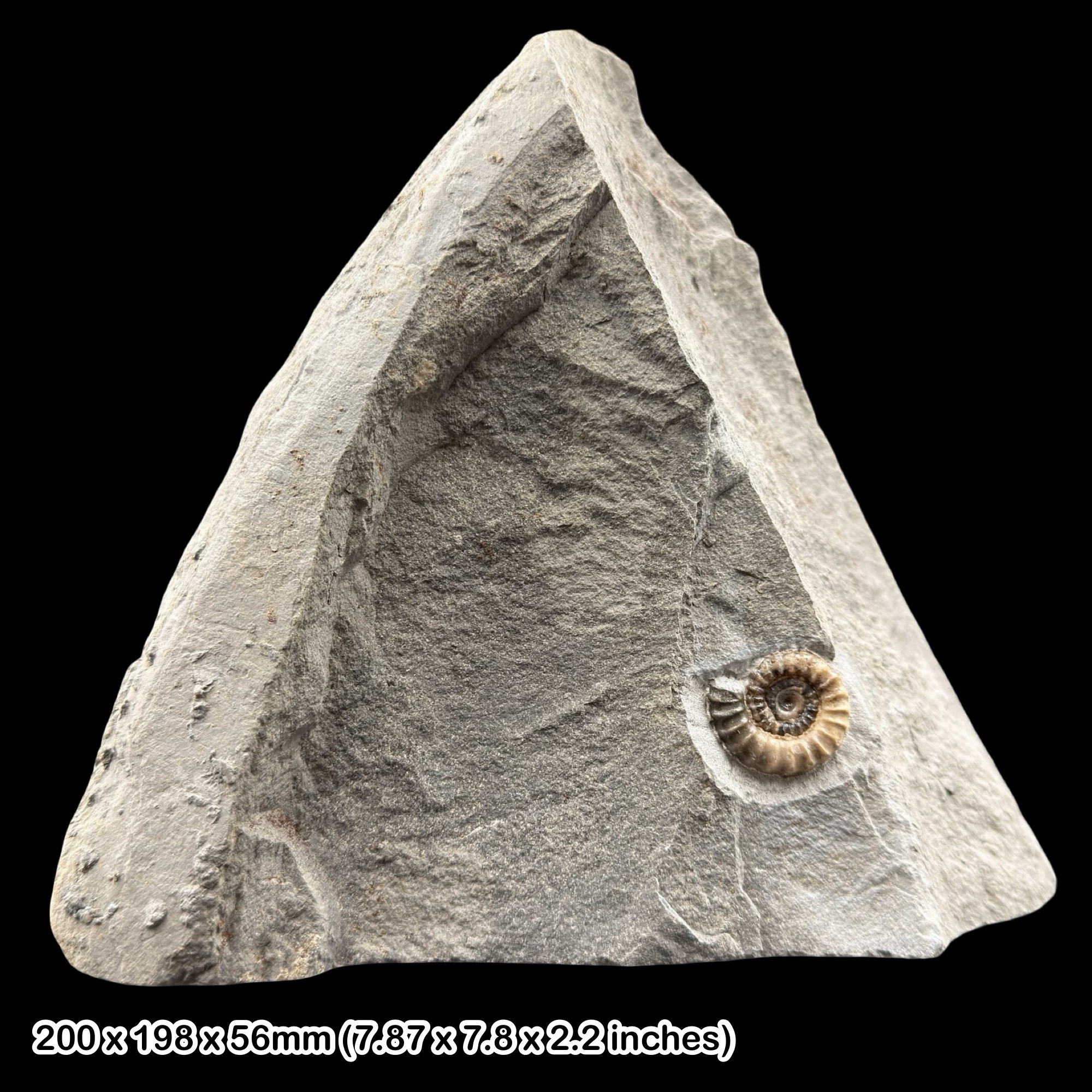 Promicroceras Calcite Ammonite Fossil Jurassic Lyme Regis UK Black Ven Lias Display Specimen with COA