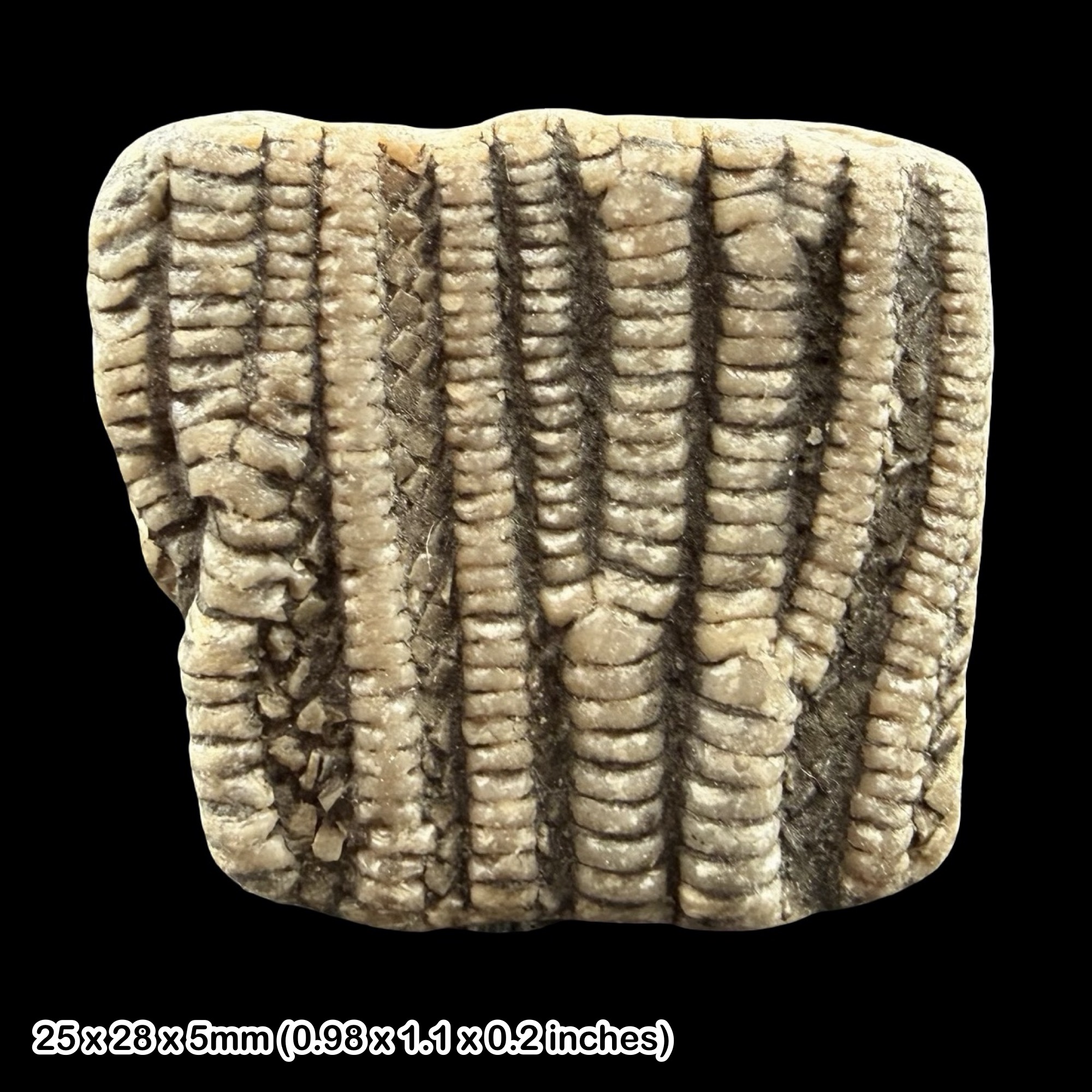 Pentacrinites Crinoid Fossil Slab Lyme Regis Jurassic UK Lower Lias Black Ven Marls Sea Lily Stem Colony Authentic Specimen