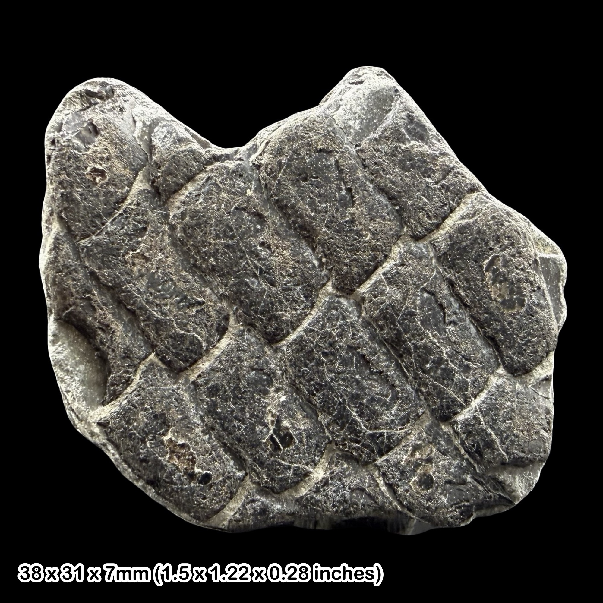 RARE: Dapedium Fish Scale Fossil Jurassic Coast Charmouth Lyme Regis UK Authentic Lower Lias Black Ven Marls Specimen Certificate