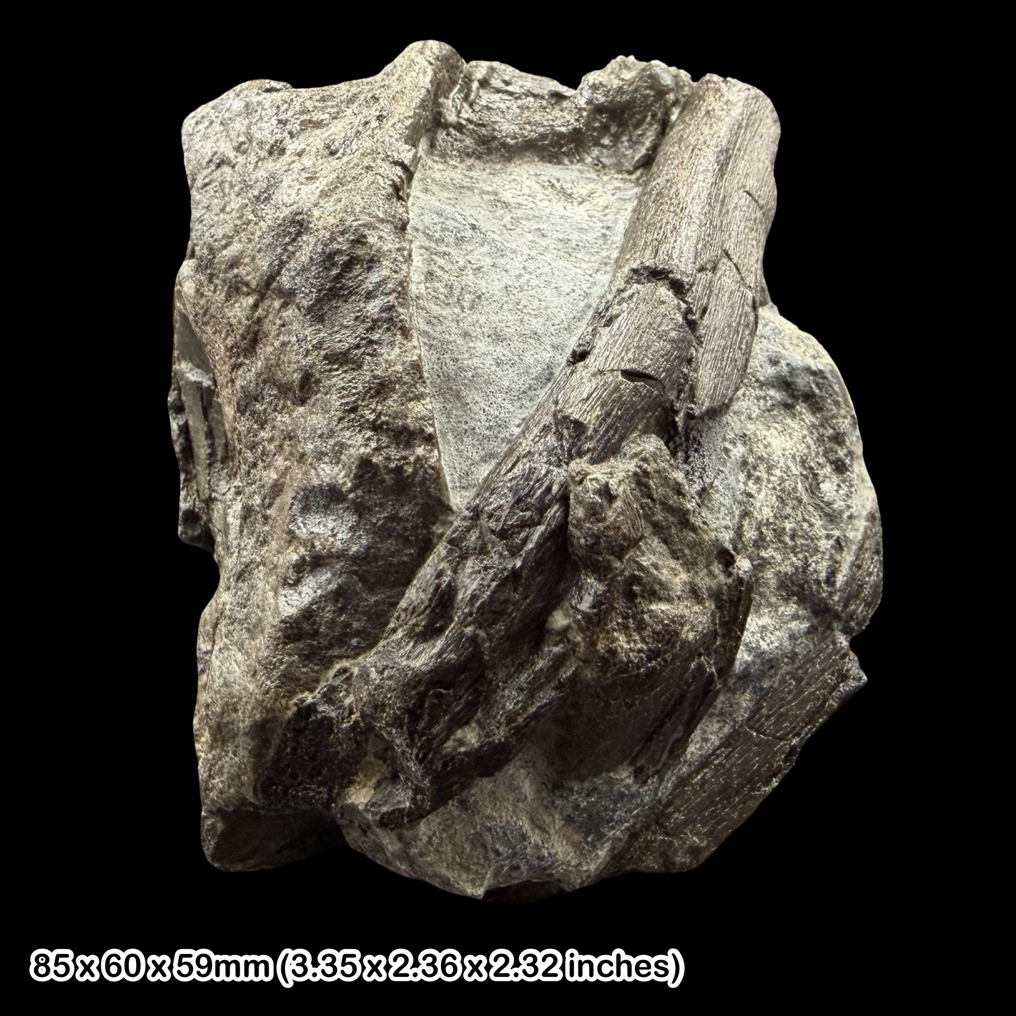 RARE: Temnodontosaurus Ichthyosaur Bone Fossil Lyme Regis Jurassic Coast UK Authentic Lower Lias Marine Reptile Specimen Certificate