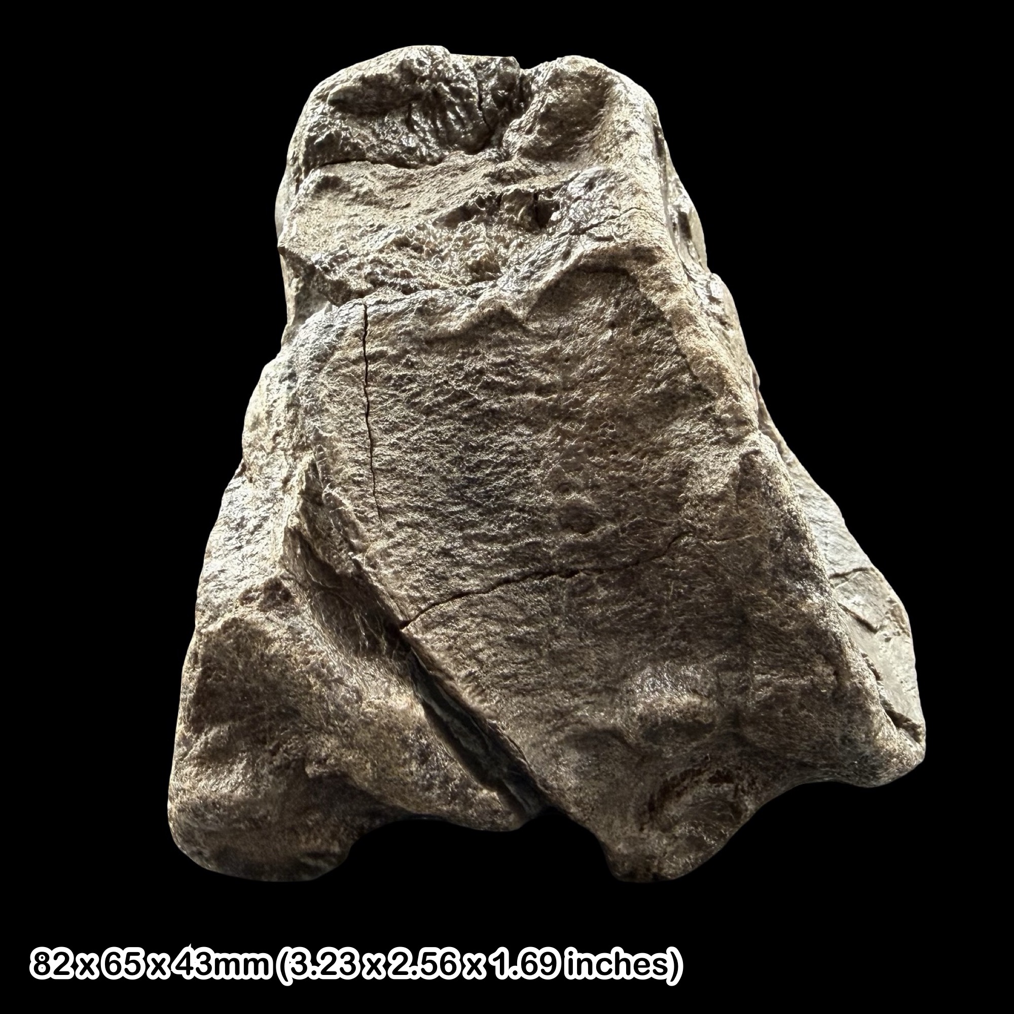 RARE: Temnodontosaurus Ichthyosaur Bone Fossil Lyme Regis Jurassic Coast UK Authentic Lower Lias Marine Reptile Specimen Certificate