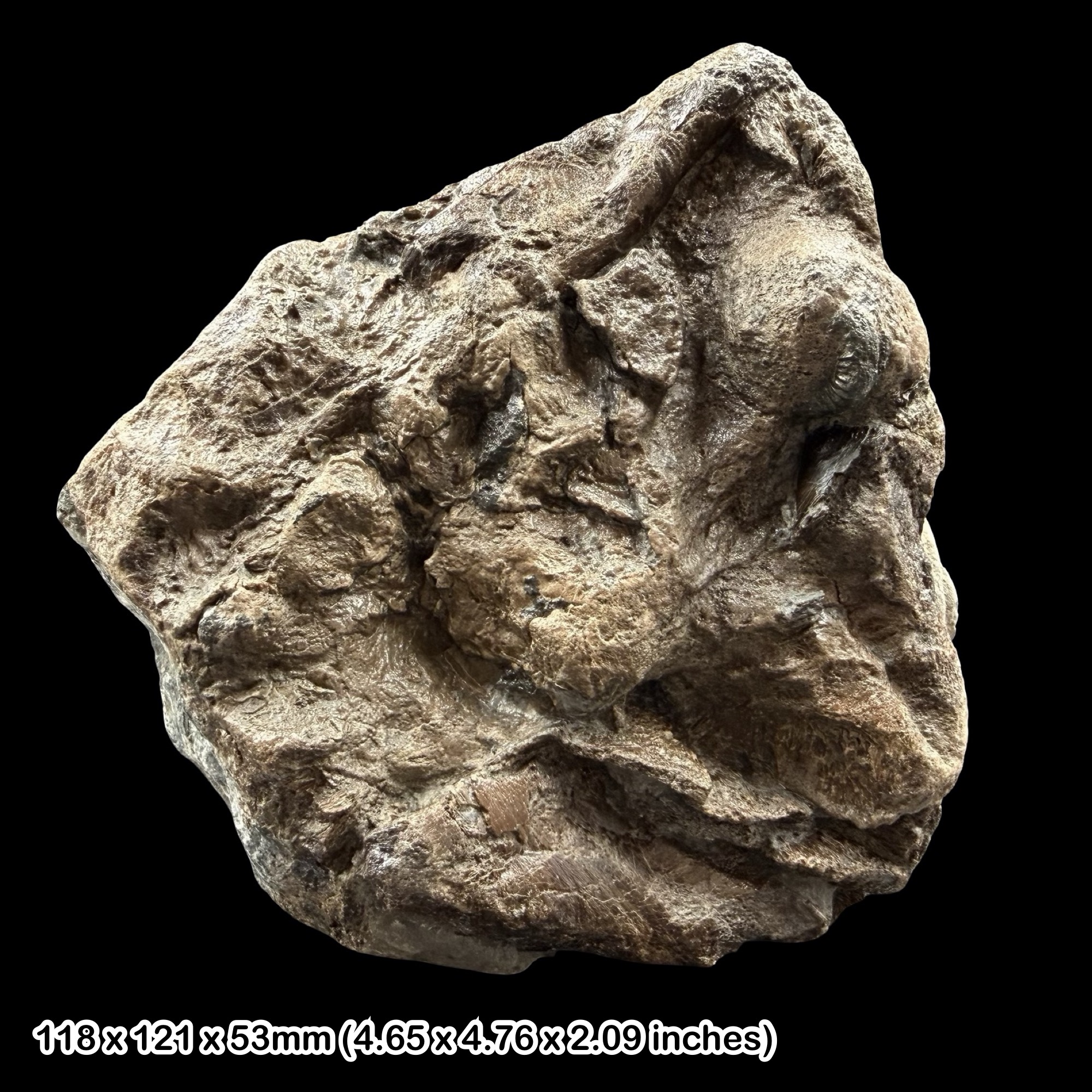RARE: Temnodontosaurus Ichthyosaur Bone Fossil Lyme Regis Jurassic Coast UK Authentic Lower Lias Marine Reptile Specimen Certificate
