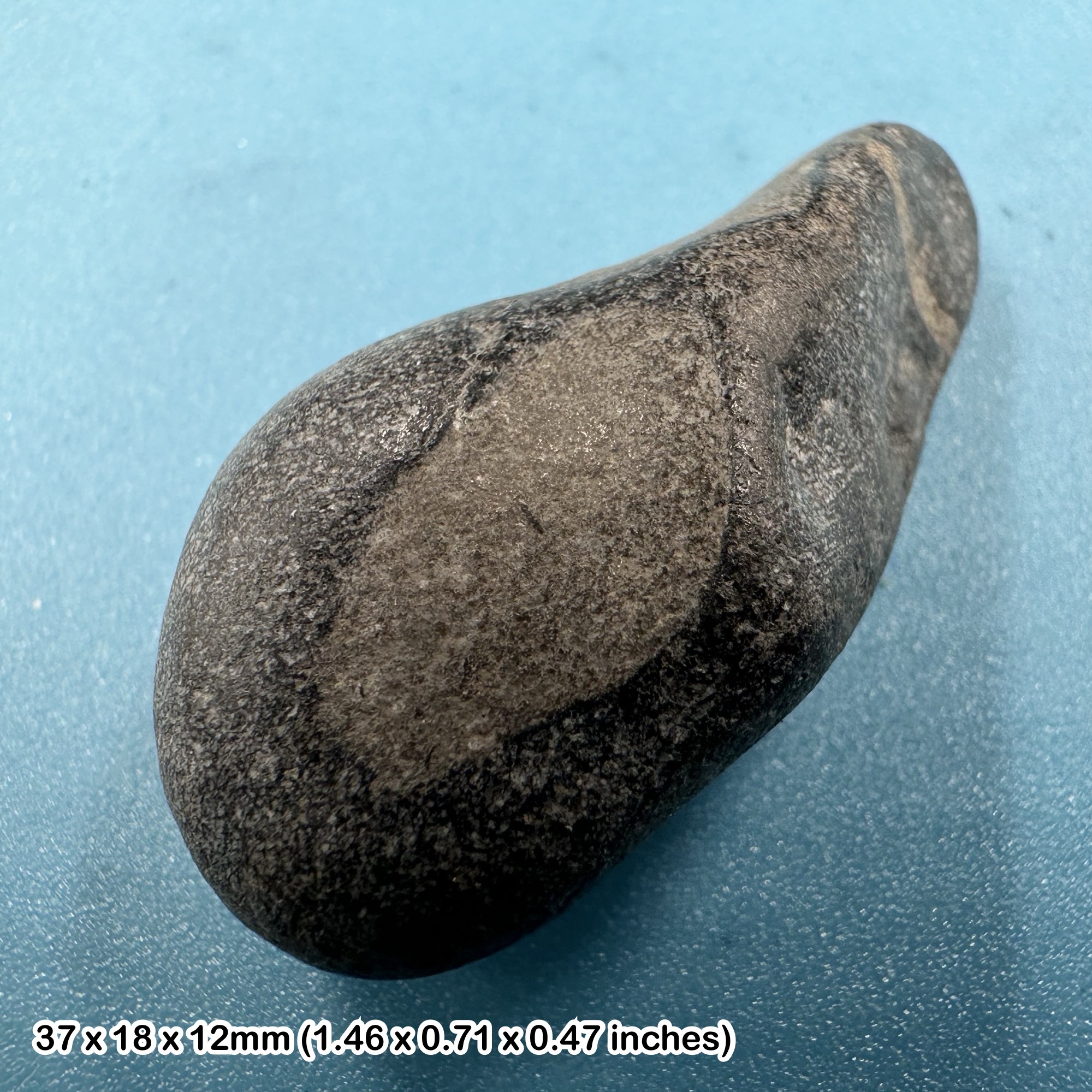 Ichthyosaur Fossil Reptile Bone Jurassic Coast Charmouth Lower Lias Dorset UK Genuine Specimen with Certificate of Authenticity