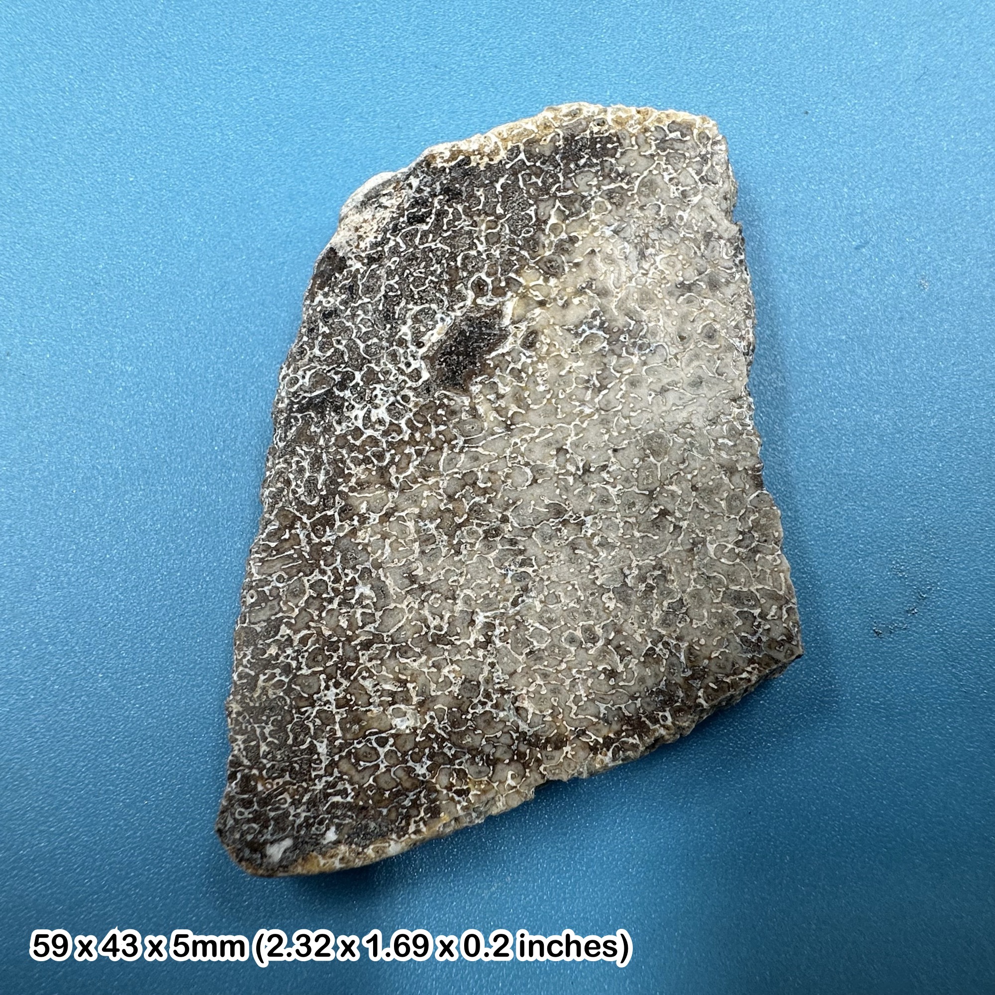 Genuine Atlasaurus Sauropod Bone Slice in 3D Floating Display Frame – Middle Jurassic USA Fossil with COA
