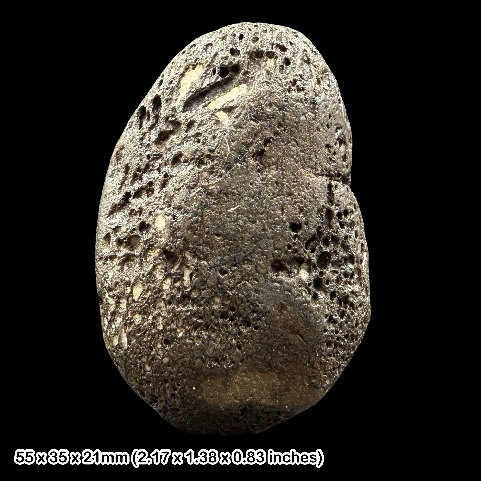 Fossil Dinosaur Bone Wessex Formation Isle of Wight Cretaceous Wealden UK Specimen Authentic Certified