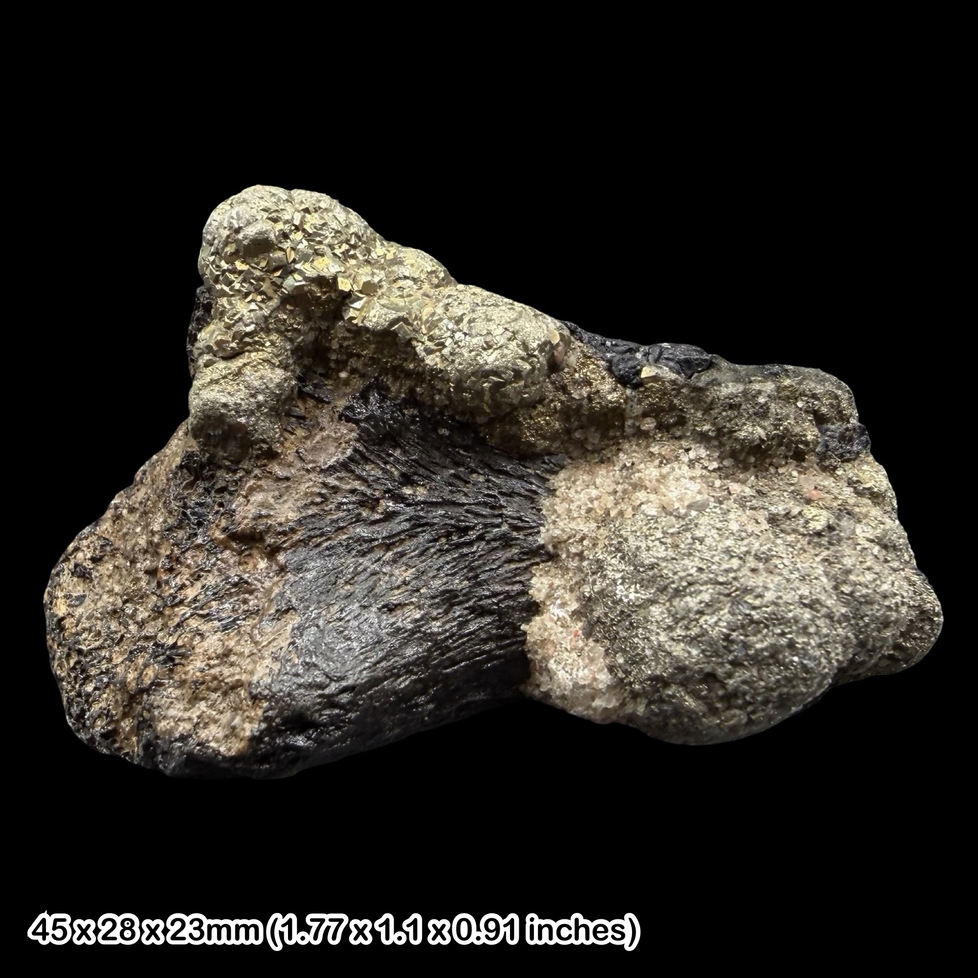 Fossil Dinosaur Bone Wessex Formation Isle of Wight Cretaceous Wealden UK Specimen Authentic Certified