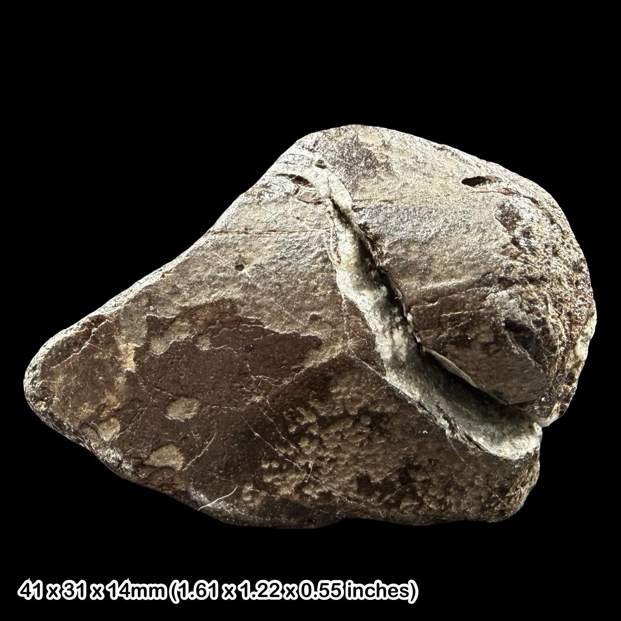 Fossil Dinosaur Bone Wessex Formation Isle of Wight Cretaceous Wealden UK Specimen Authentic Certified