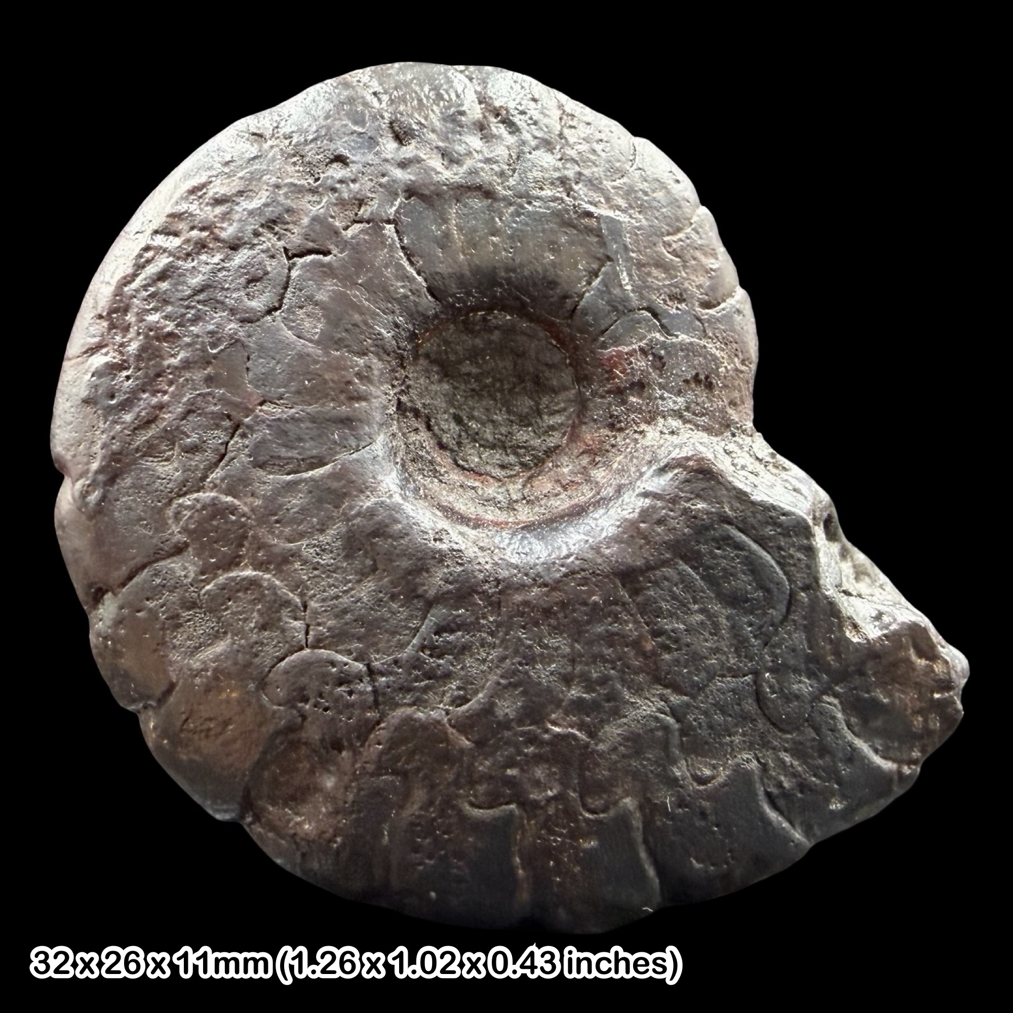 Gonioclymenia Goniatite Fossil 35mm Devonian Morocco Hematite Specimen Authentic Certified