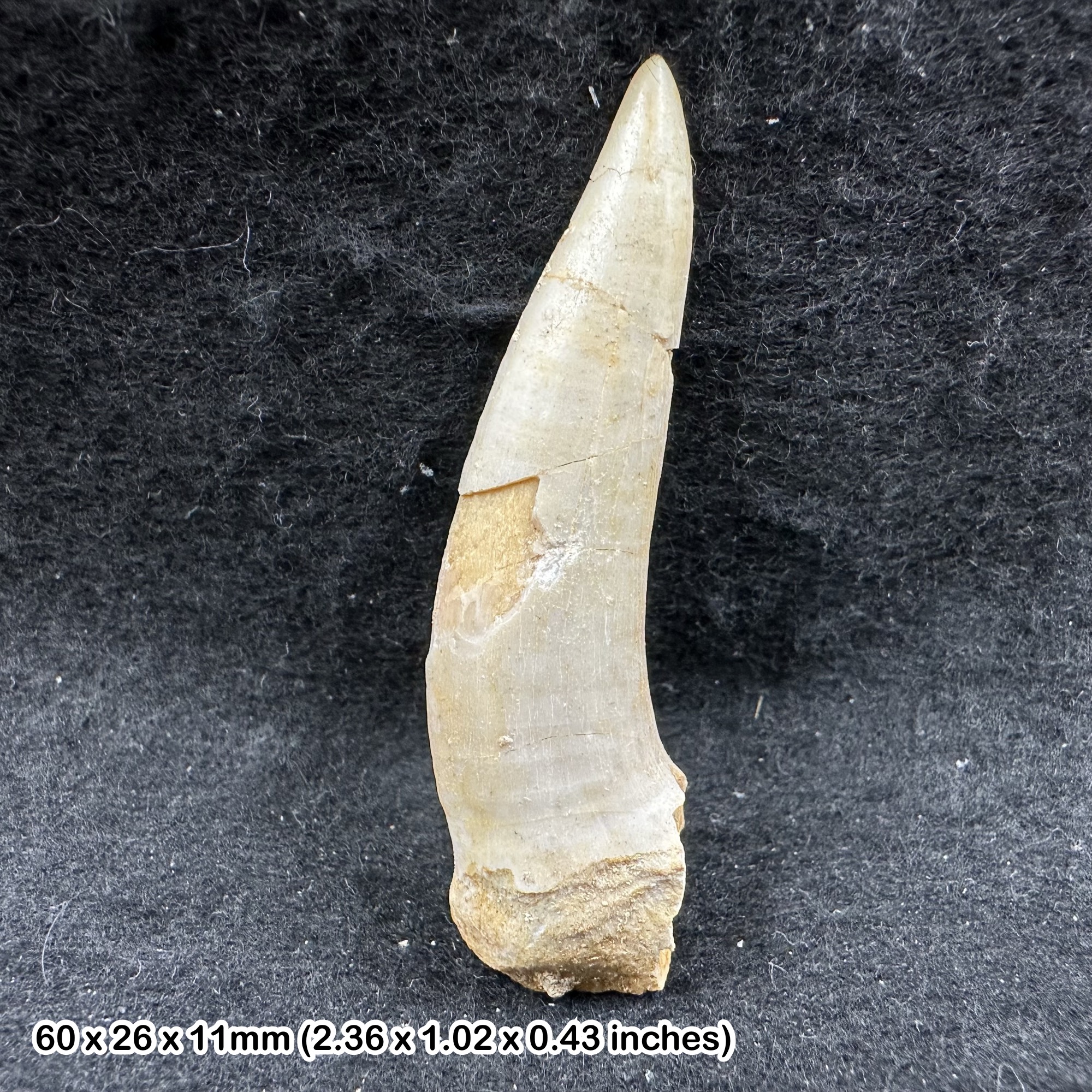 Enchodus Fossil Fish Tooth Late Cretaceous Morocco Genuine Khouribga Fossil Predator Tooth Specimen with Certificate of Authenticity COA