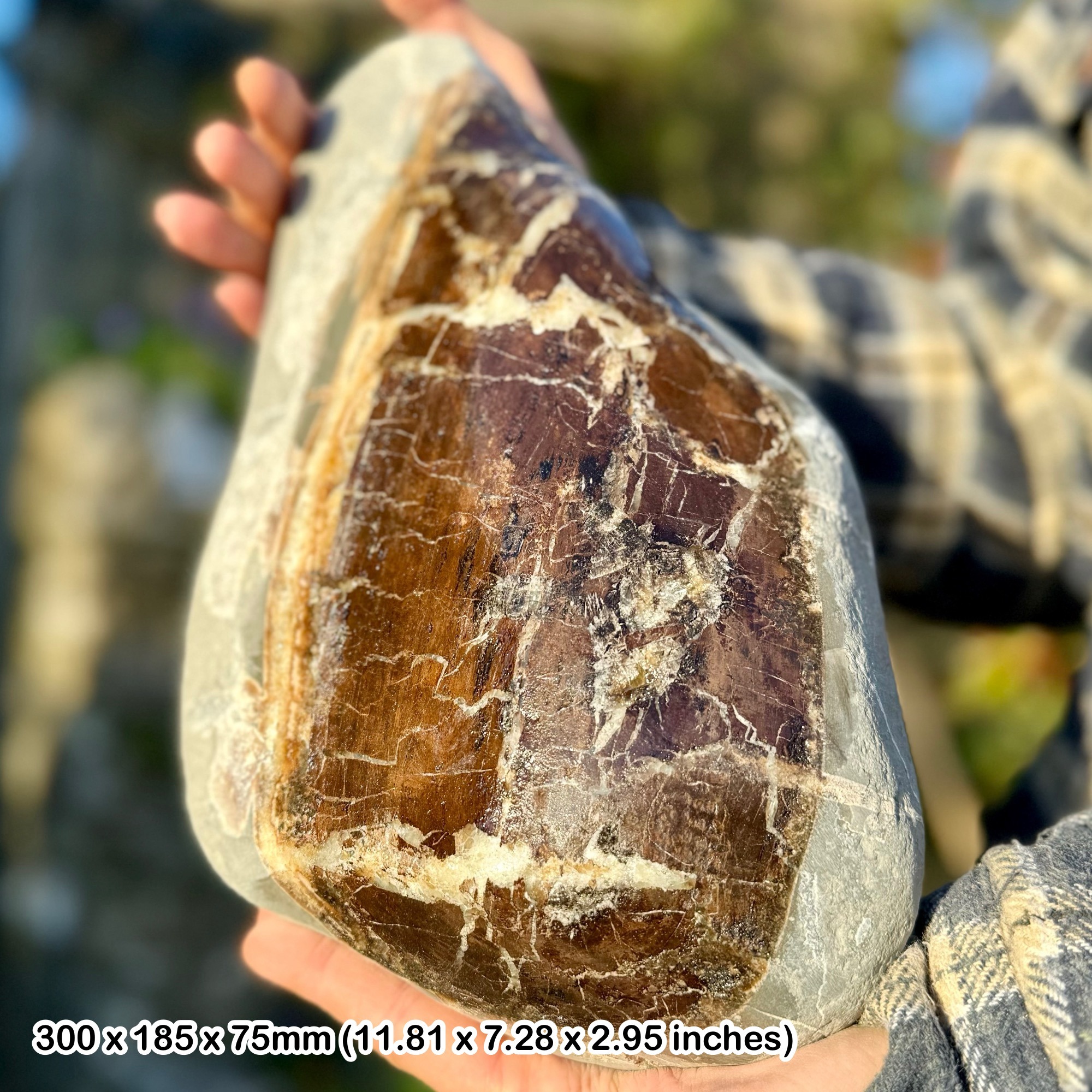 Polished Petrified Fossil Wood Jurassic Coast Charmouth Dorset UK Lower Lias Black Ven Marls Genuine Fossil Display Specimen