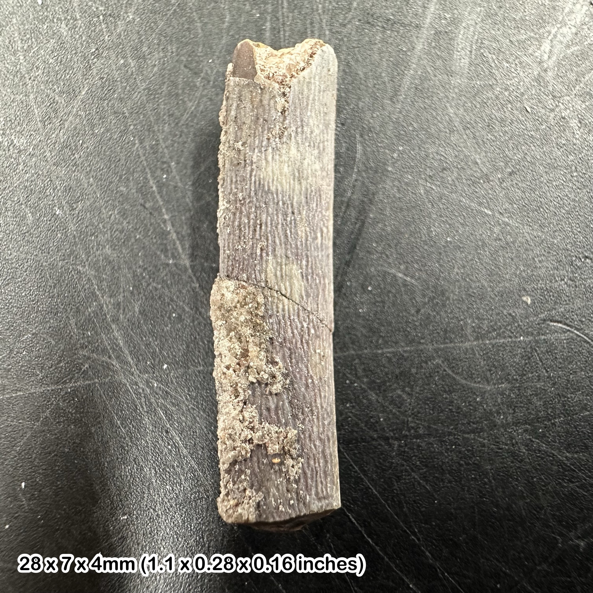 Rare Genuine Ornithocheirid Pterosaur (Pterodactyl) Tooth Fossil - Cretaceous Elrhaz Formation, Niger + COA