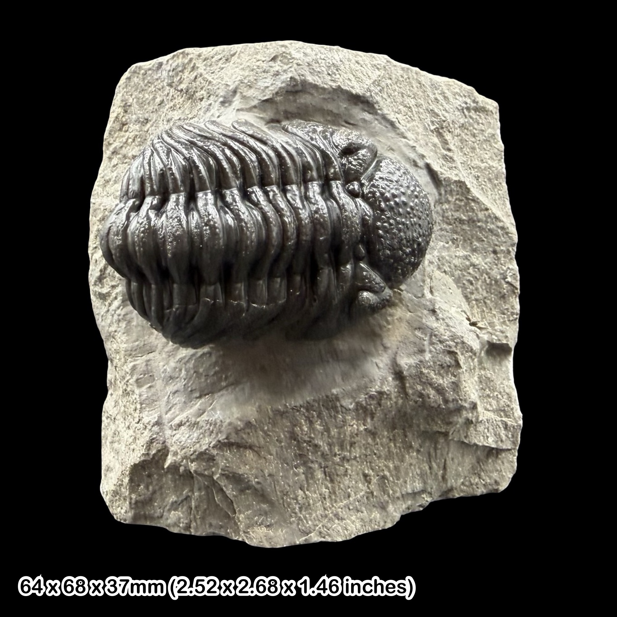 Phacops Trilobite Fossil A Grade Devonian Morocco Taboumakhlouf Formation