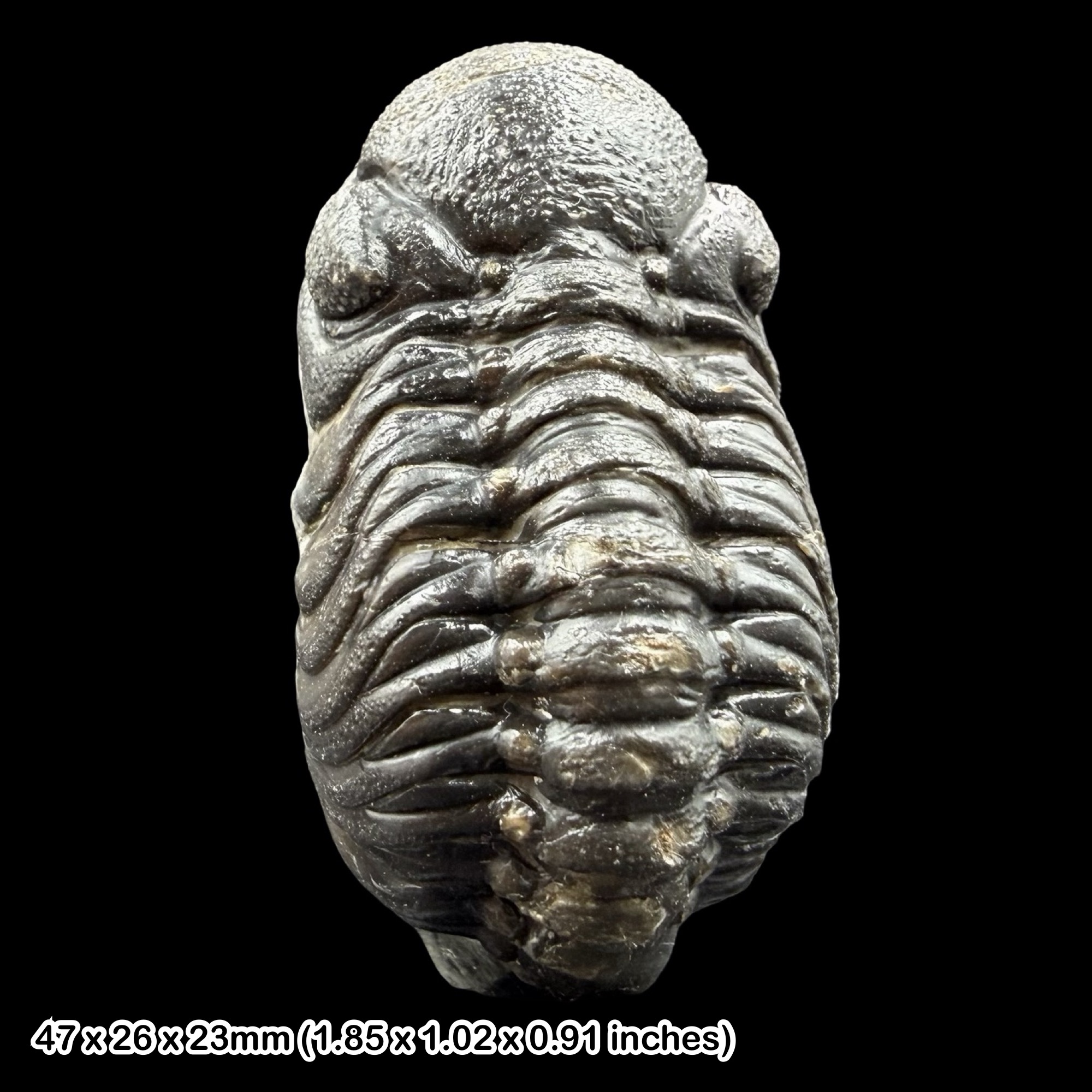 Phacops Trilobite Fossil A Grade Devonian Morocco Taboumakhlouf Formation