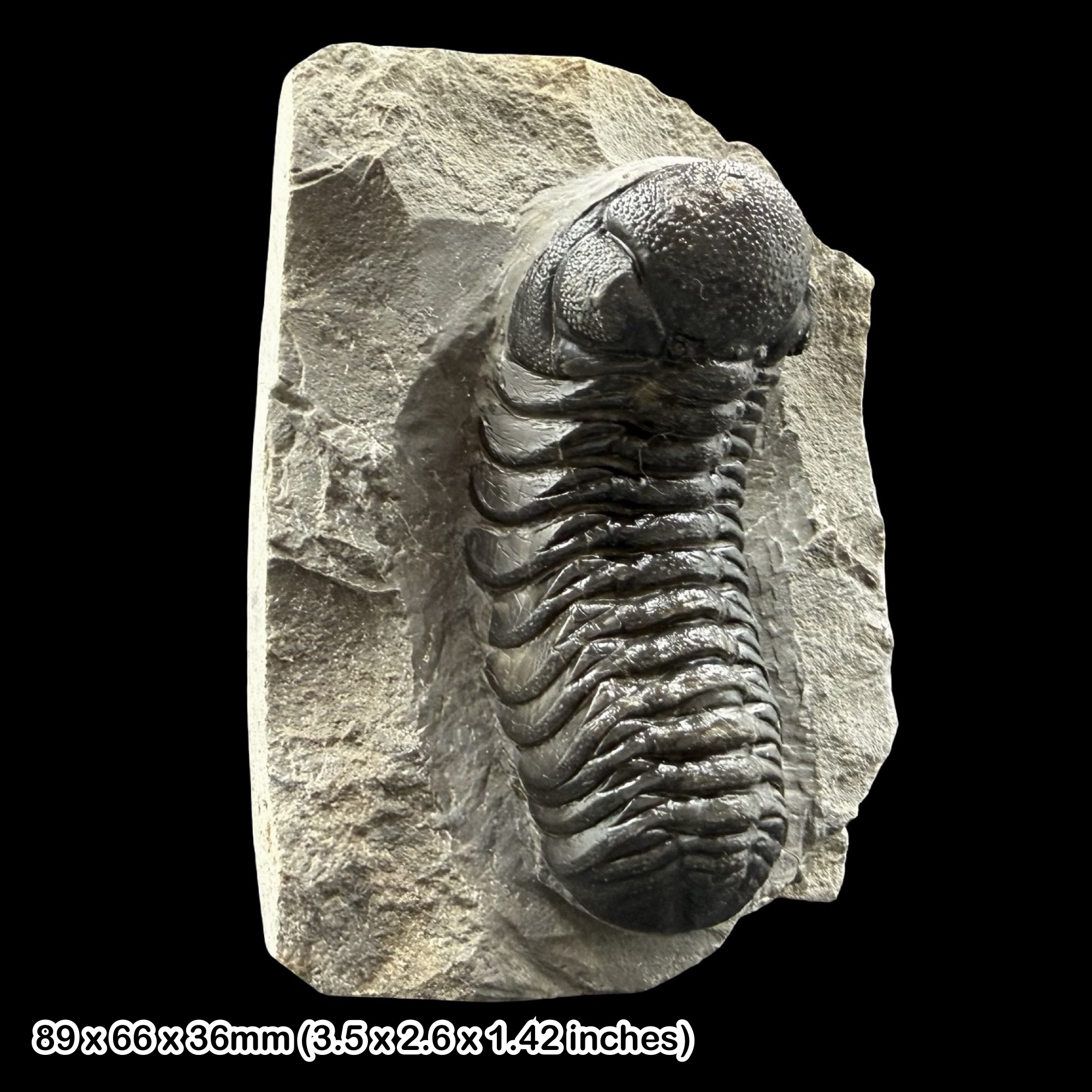 Phacops Trilobite Fossil A Grade Devonian Morocco Taboumakhlouf Formation