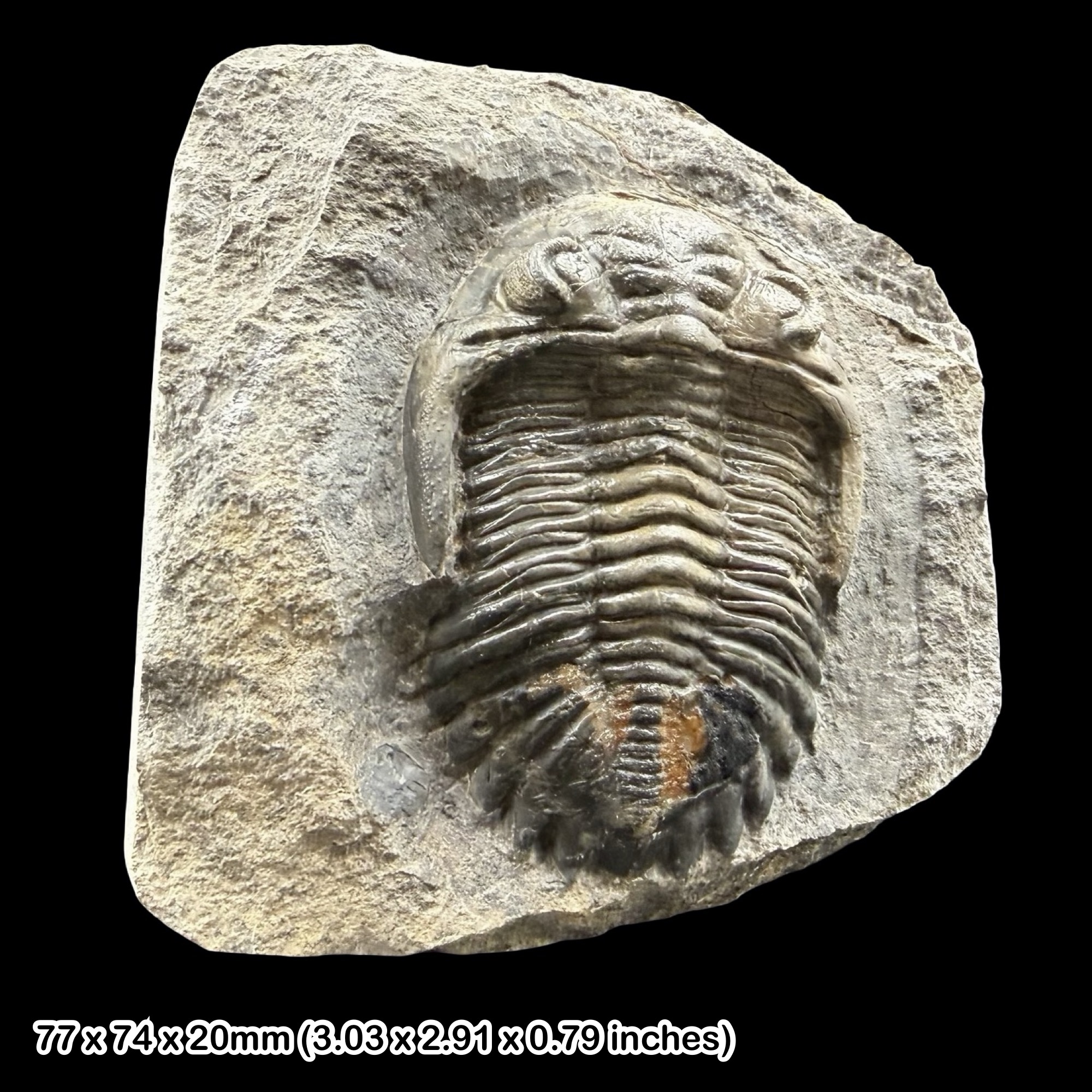 Hollardops mesocristata Trilobite Fossil A Grade Devonian Morocco Specimen