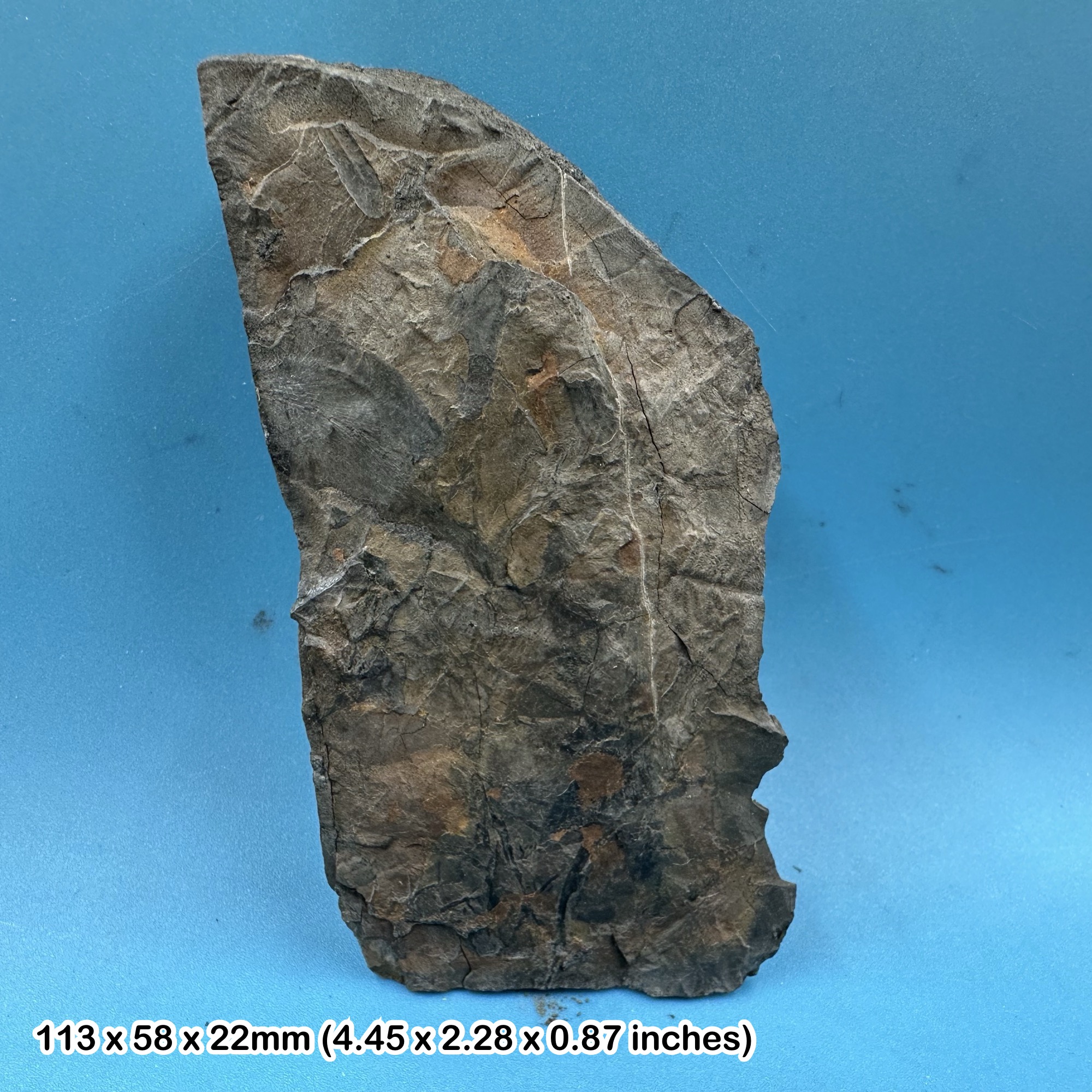 British fossil fern plants - carboniferous coal measures, somerset