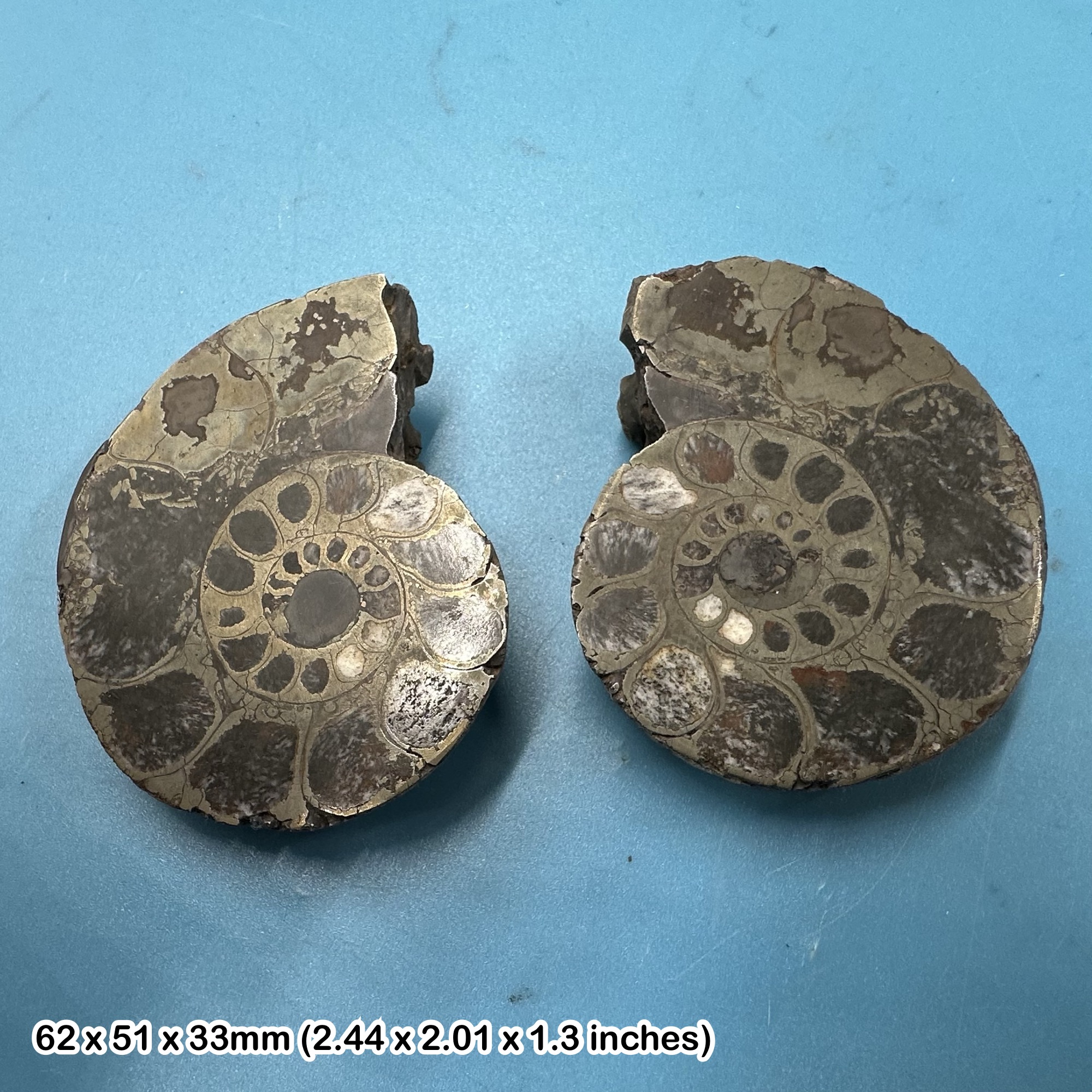 Pyrite Ammonite Cut and Polished Pair Cretaceous Nazala Morocco 30–50mm with Certificate of Authenticity