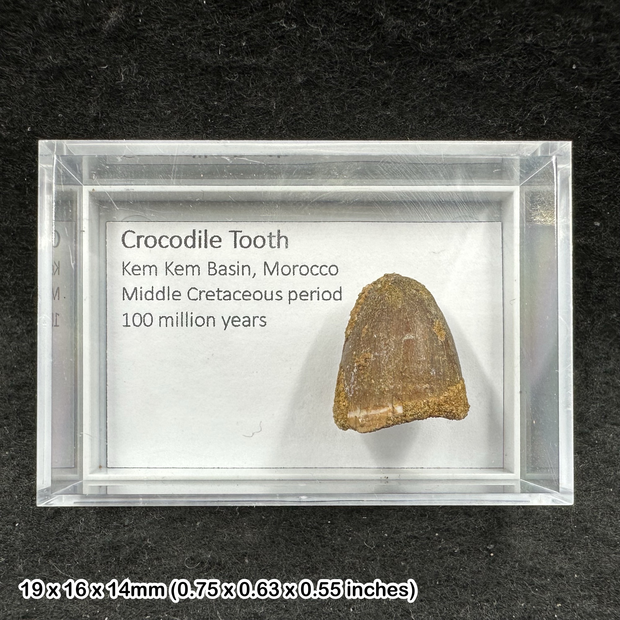 Fossil Crocodile Tooth Genuine Cretaceous Kem Kem Morocco Dinosaur Era Fossil COA