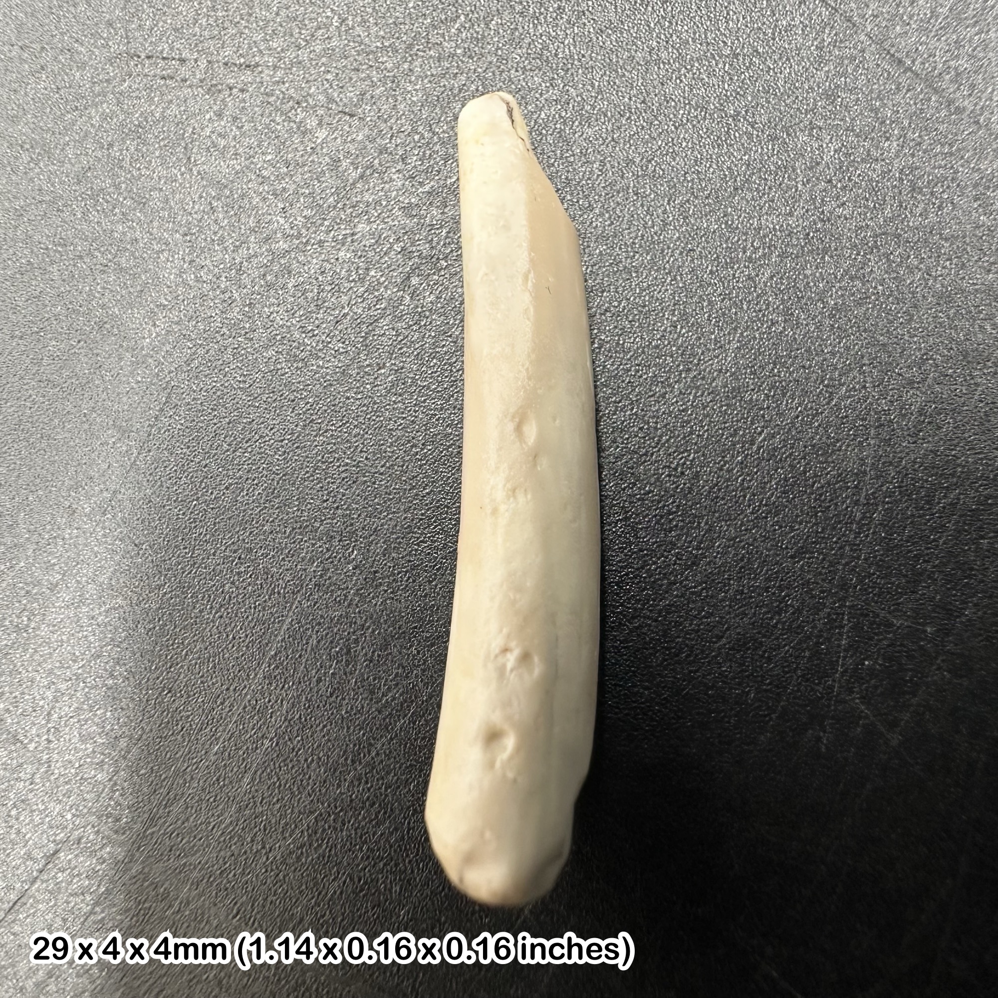 Rare Genuine Ornithocheirid Pterosaur (Pterodactyl) Tooth Fossil - Cretaceous Elrhaz Formation, Niger + COA