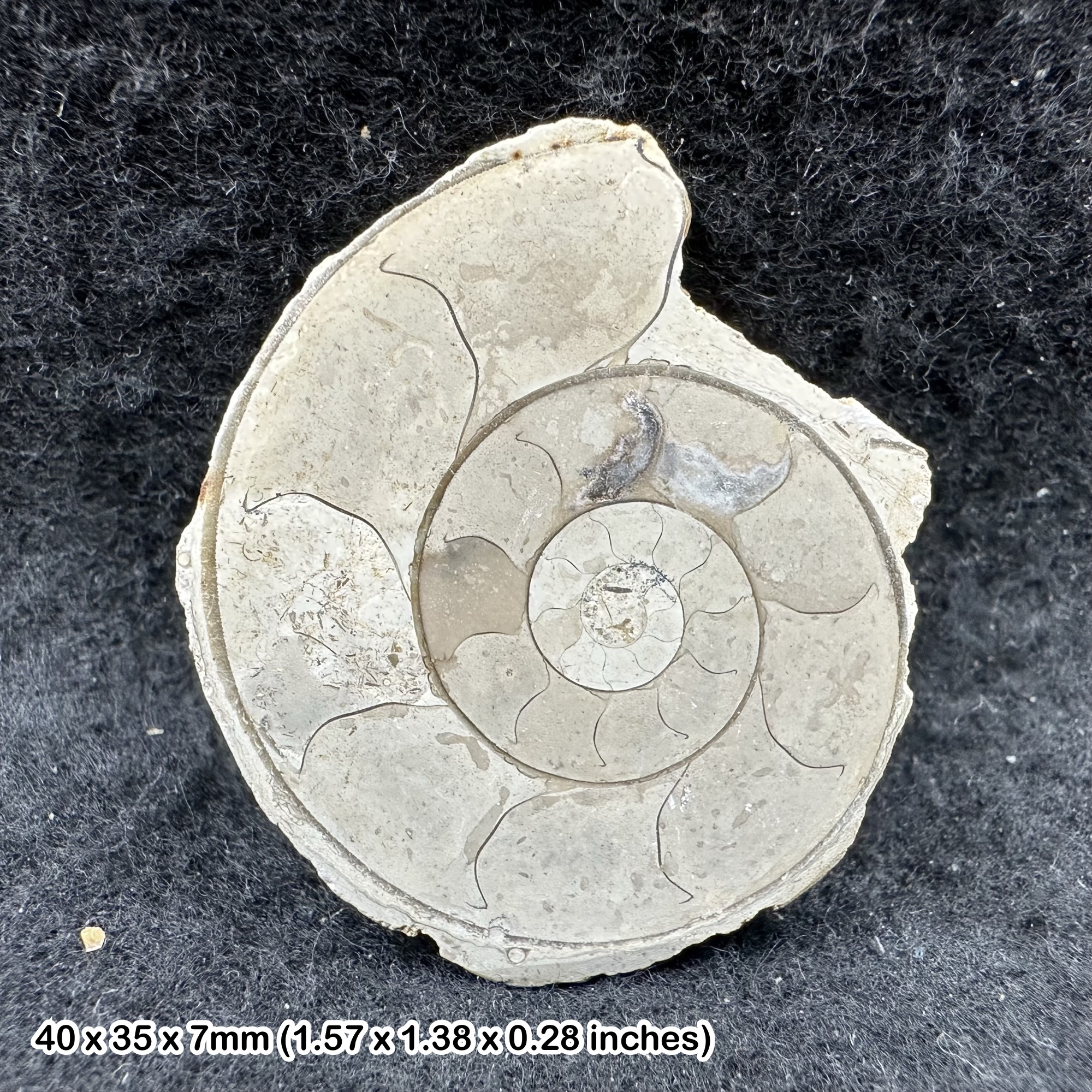 Fossil Limestone Ammonite (Sectioned) Jurassic Somerset UK - Genuine Specimen w/ COA