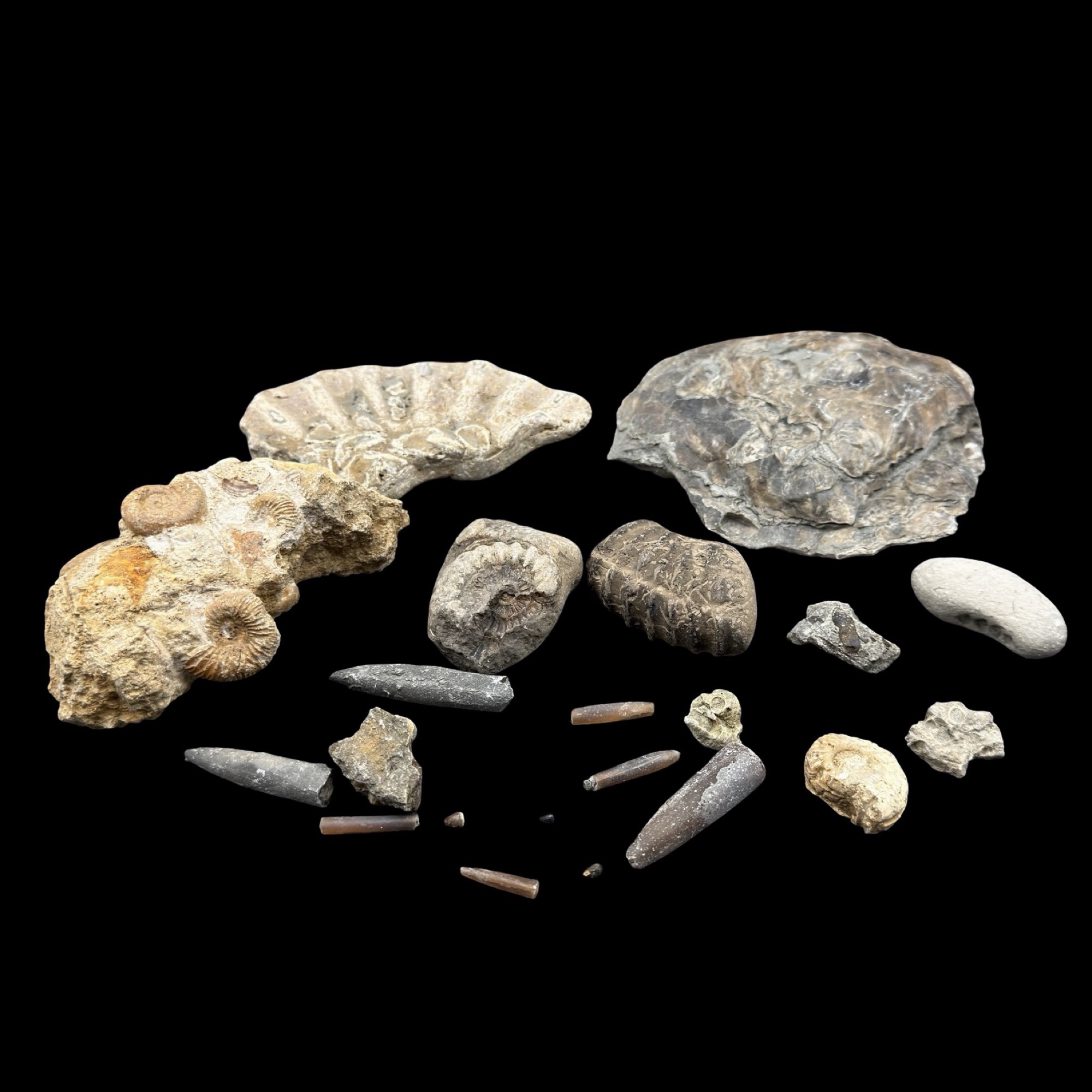 1kg British Fossil Mix Dorset Somerset Jurassic UK 21 Fossils Genuine Specimen Authentic Collection Set