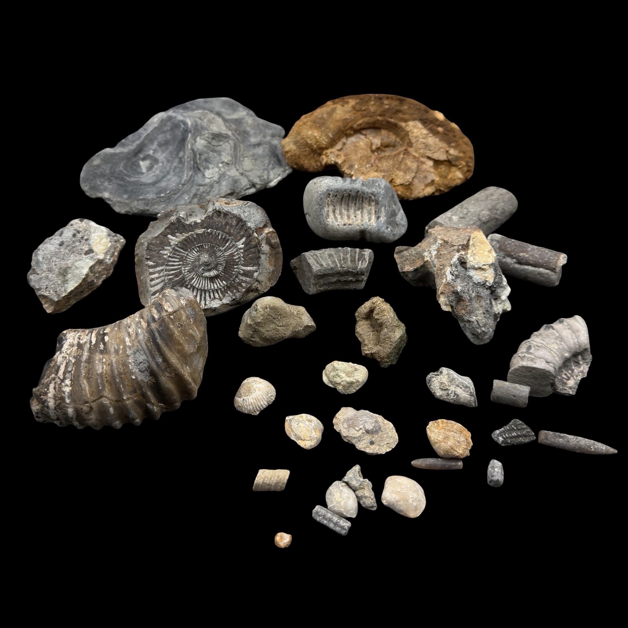 1kg British Fossil Mix Dorset Somerset Jurassic UK 31 Fossils Genuine Specimen Authentic Collection Set