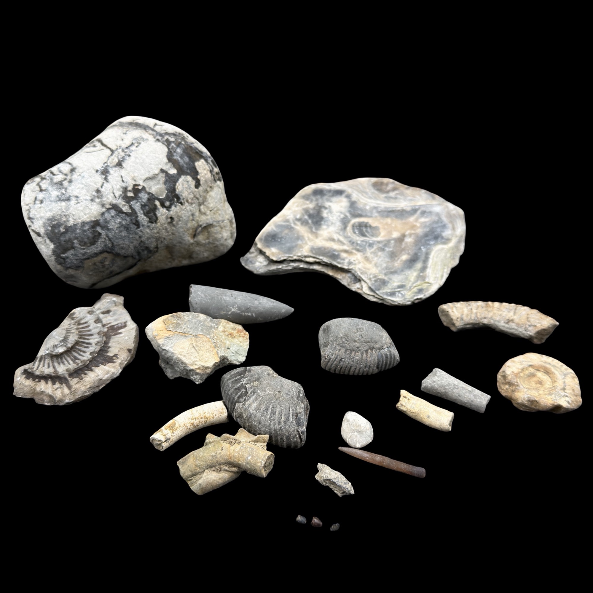 1kg British Fossil Mix Dorset Somerset Jurassic UK 19 Fossils Genuine Specimen Authentic Collection Set