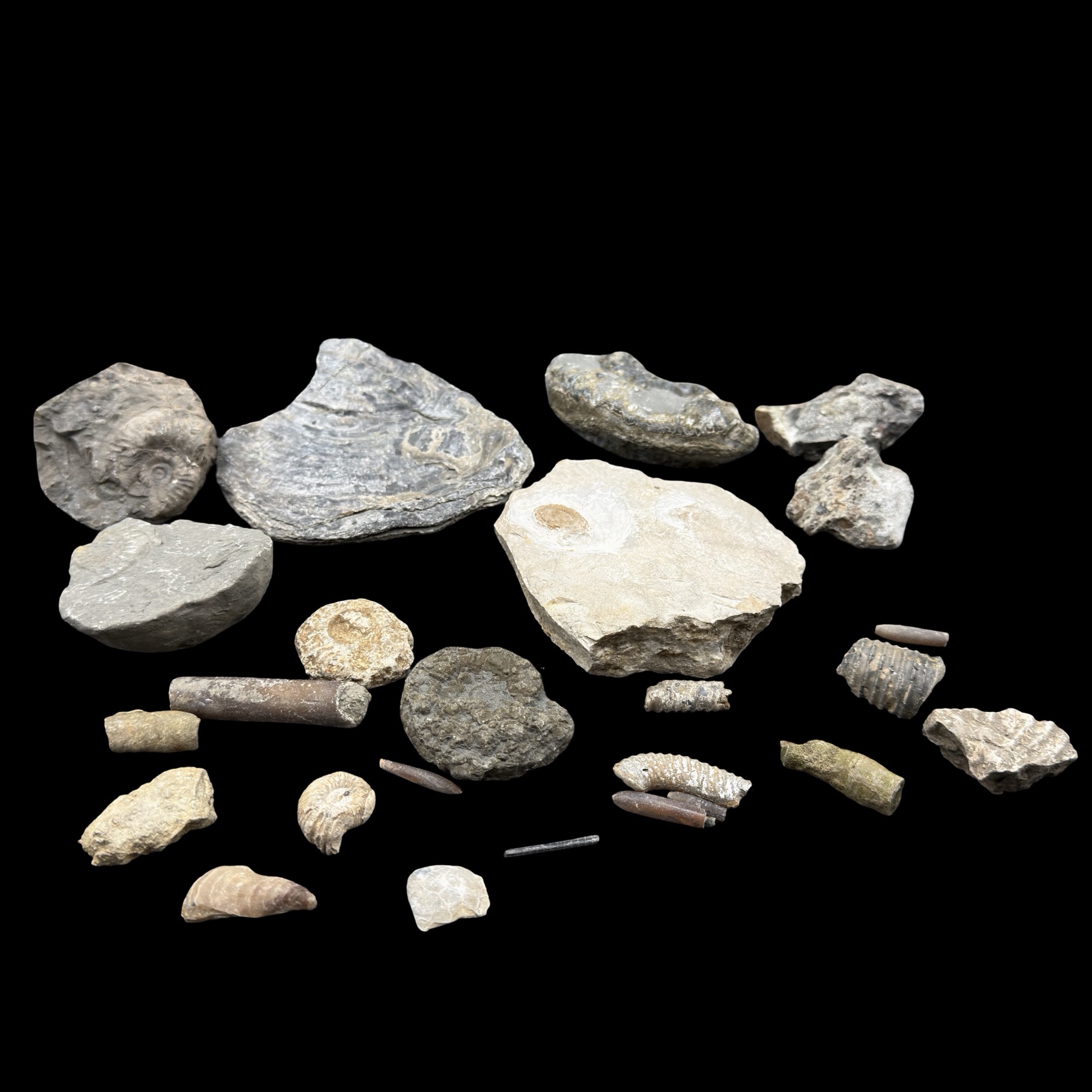 1kg British Fossil Mix Dorset Somerset Jurassic UK 25 Fossils Genuine Specimen Authentic Collection Set