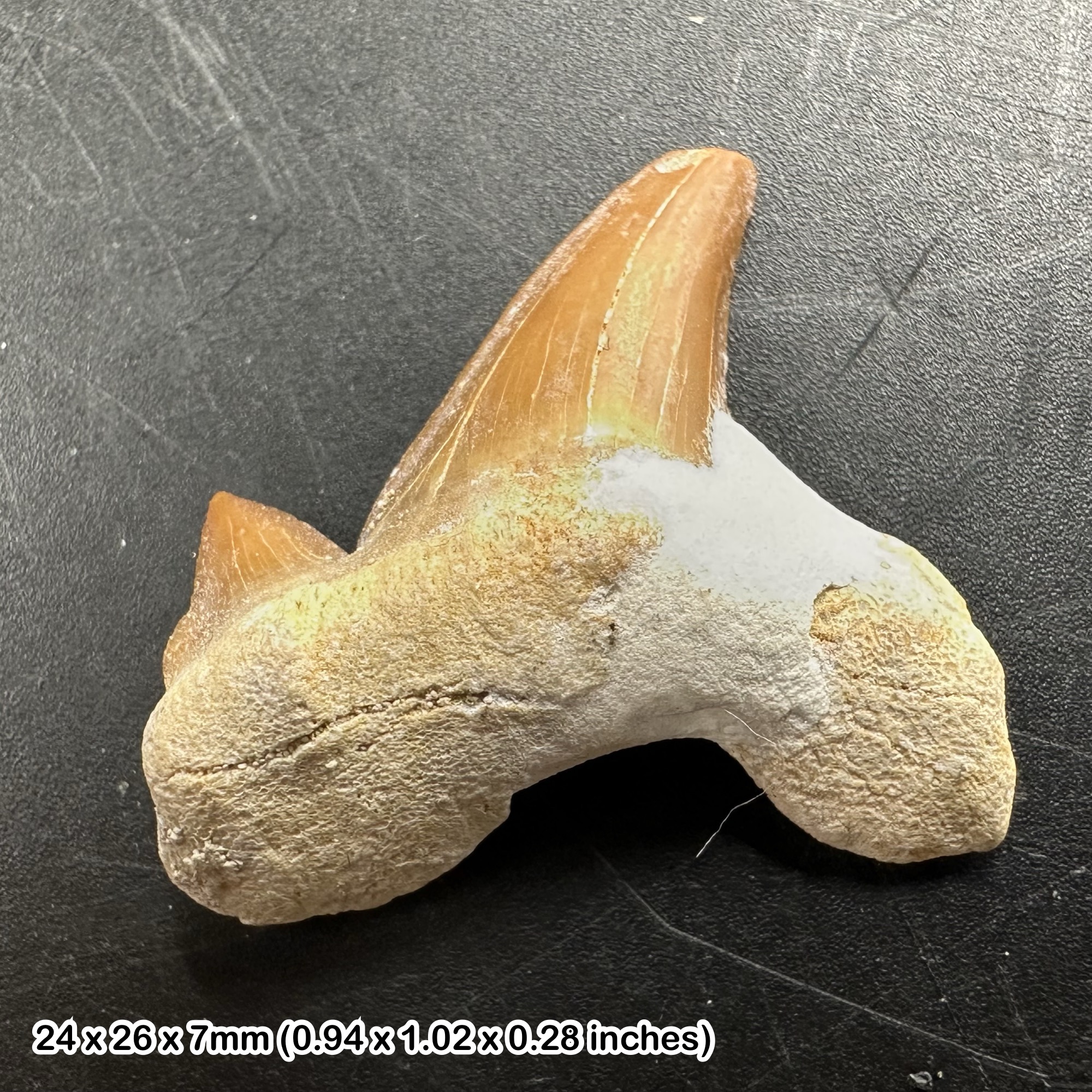 Otodus Obliquus Shark Tooth Fossil - Eocene Period, Morocco