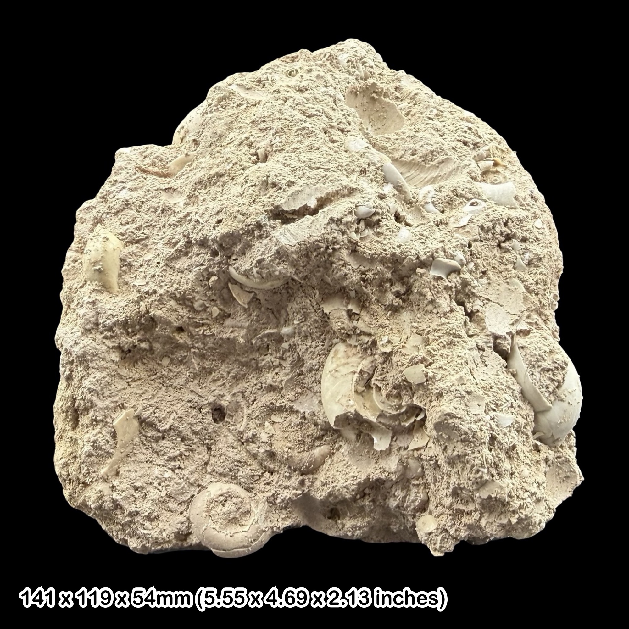Gastropod Fossil Shell Block Isle of Wight Eocene Totland Bay Genuine Specimen Authentic