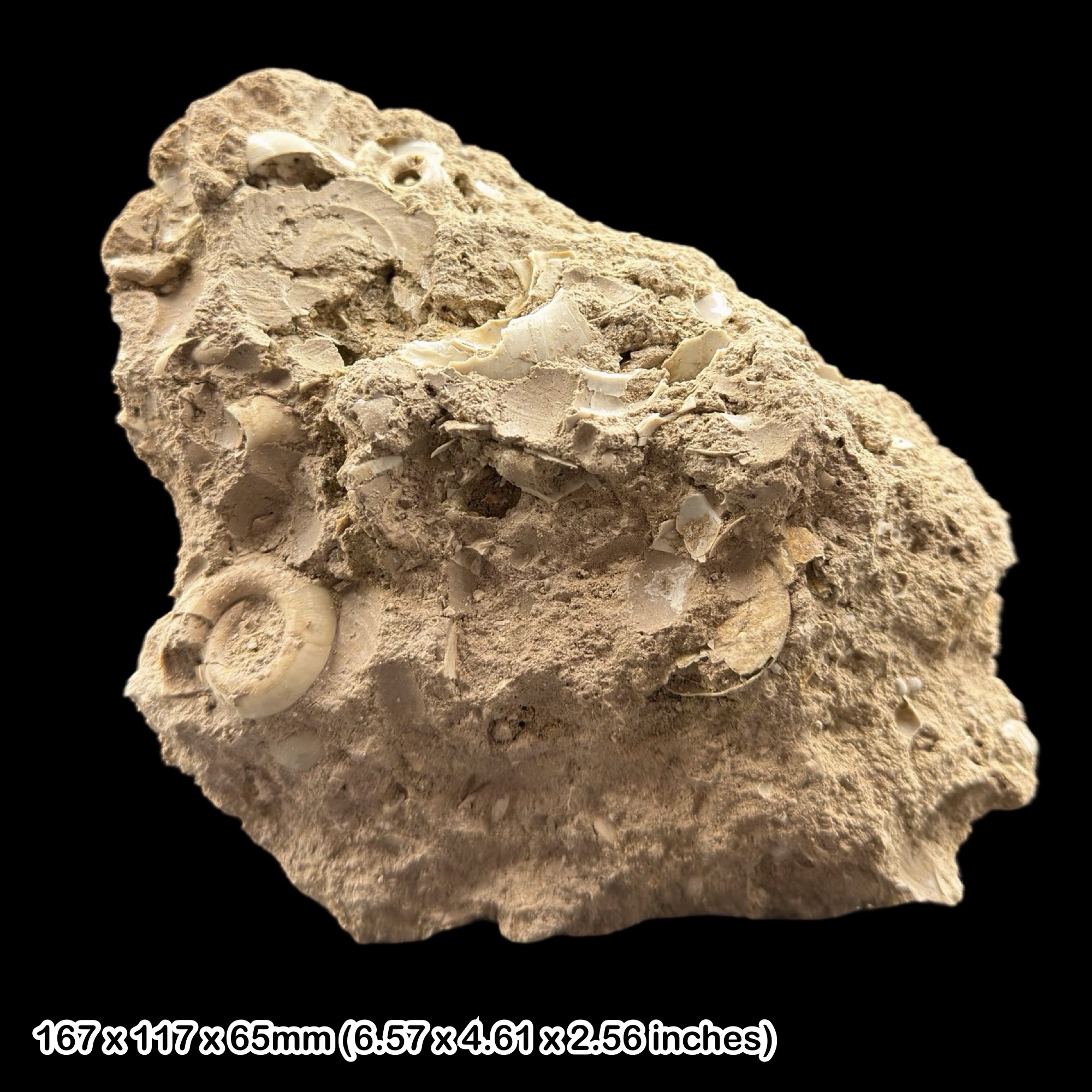 Gastropod Fossil Shell Block Isle of Wight Eocene Totland Bay Genuine Specimen Authentic