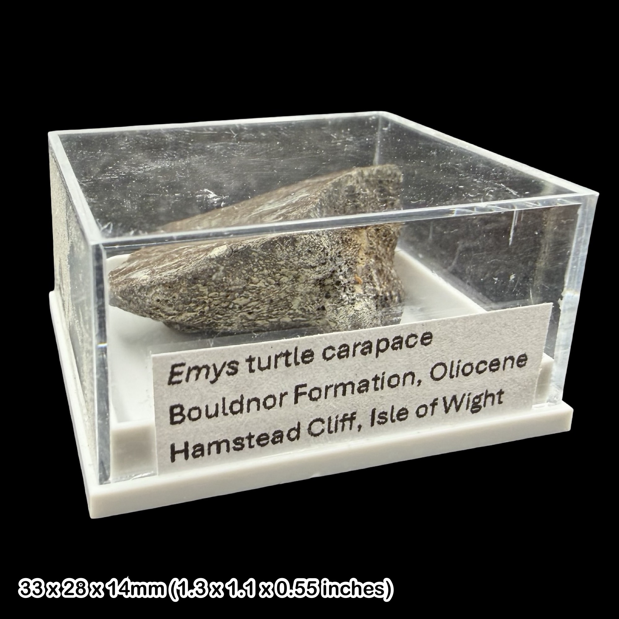 Emys Turtle Carapace Fossil Isle of Wight Oligocene Hamstead Cliff Genuine Specimen Authentic
