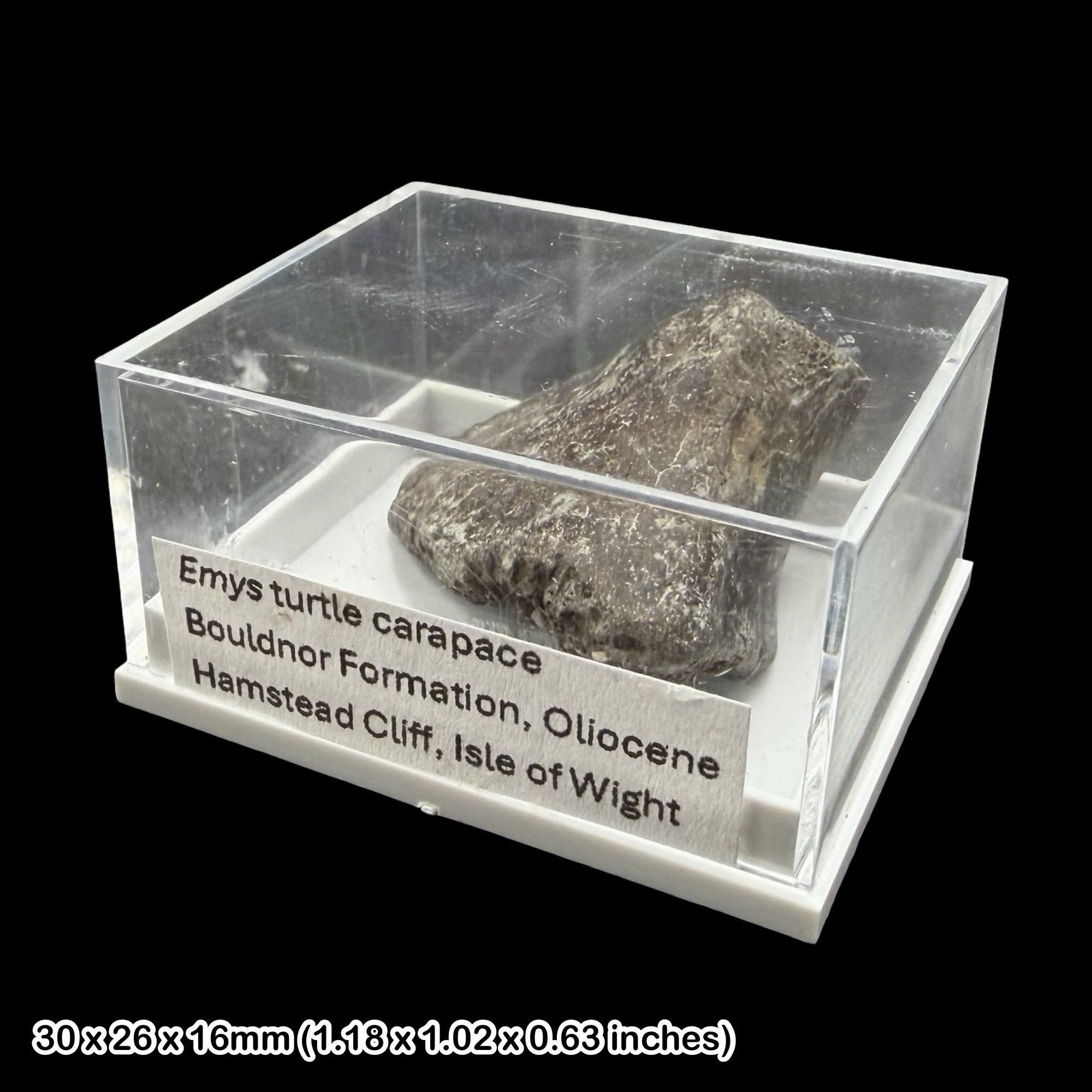 Emys Turtle Carapace Fossil Isle of Wight Oligocene Hamstead Cliff Genuine Specimen Authentic