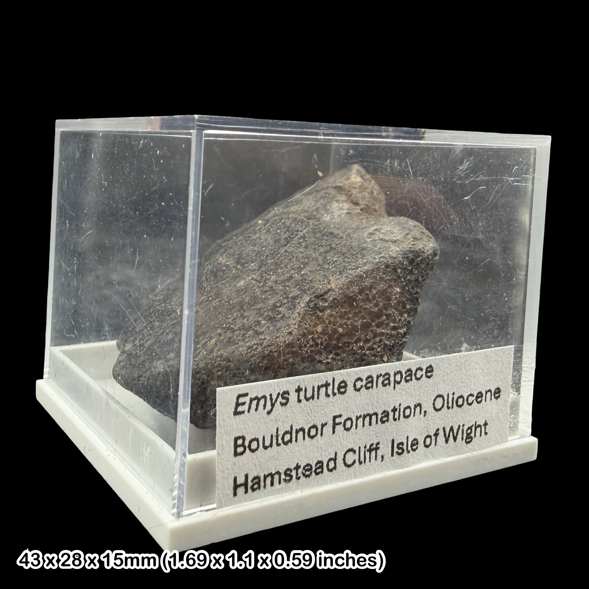 Emys Turtle Carapace Fossil Isle of Wight Oligocene Hamstead Cliff Genuine Specimen Authentic