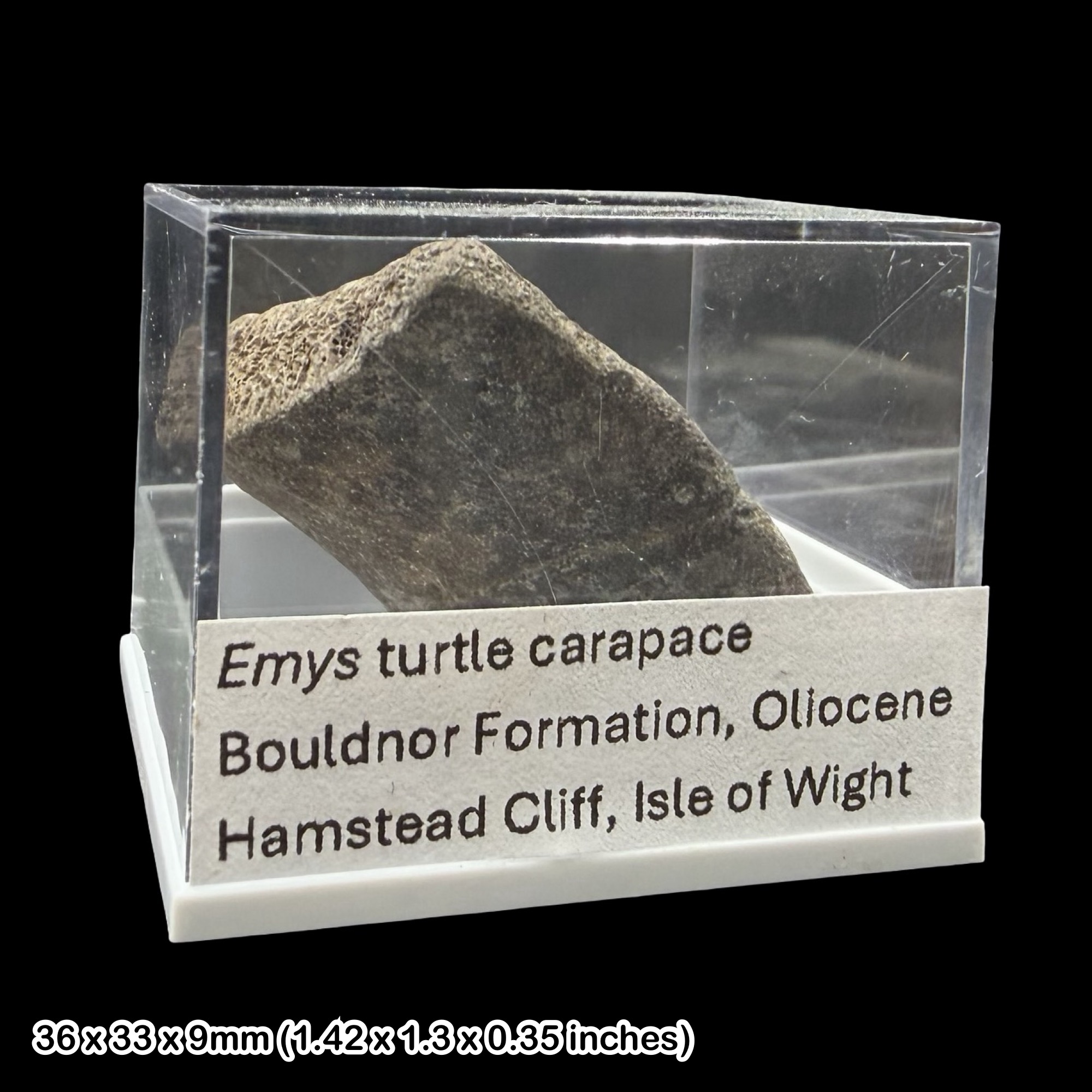 Emys Turtle Carapace Fossil Isle of Wight Oligocene Hamstead Cliff Genuine Specimen Authentic