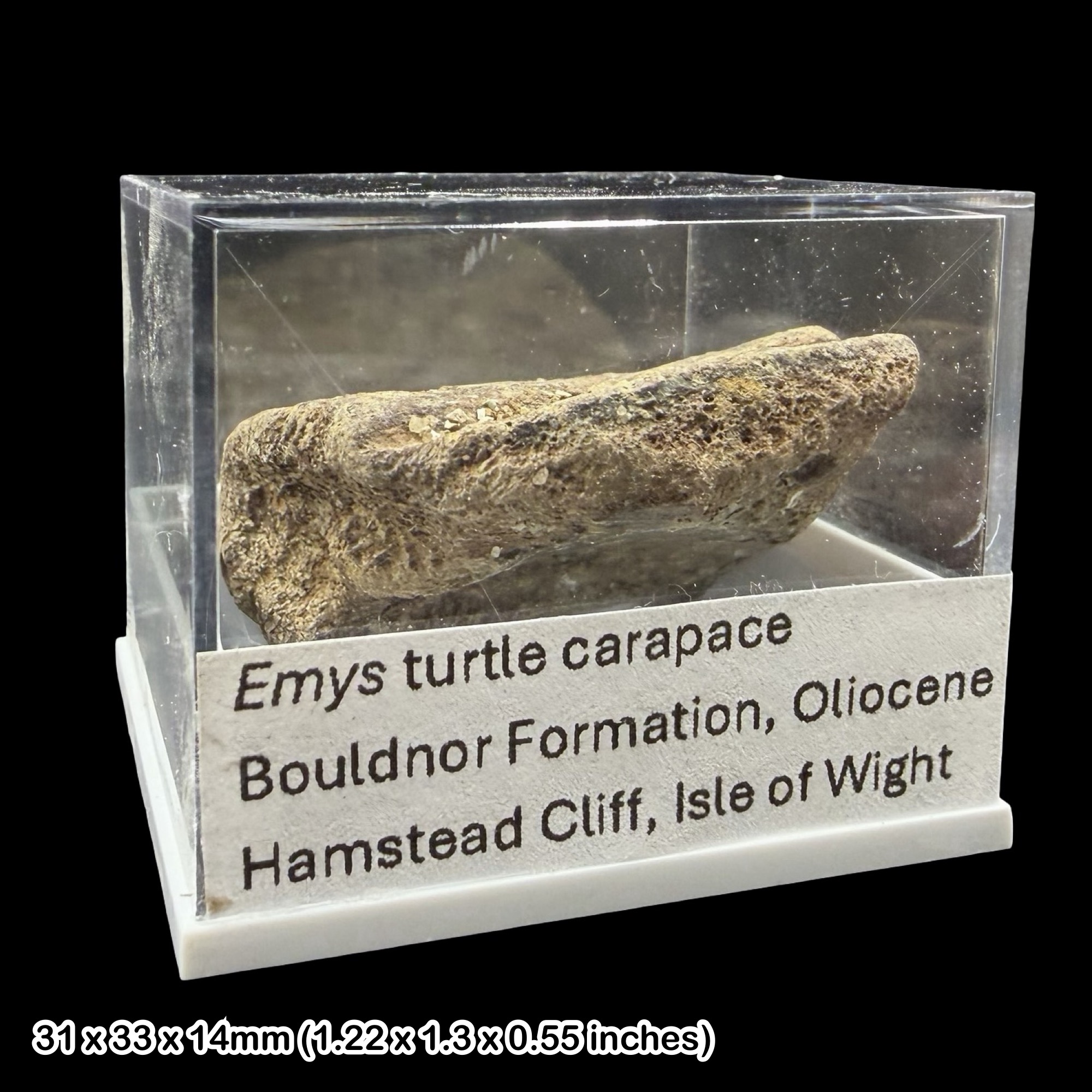 Emys Turtle Carapace Fossil Isle of Wight Oligocene Hamstead Cliff Genuine Specimen Authentic