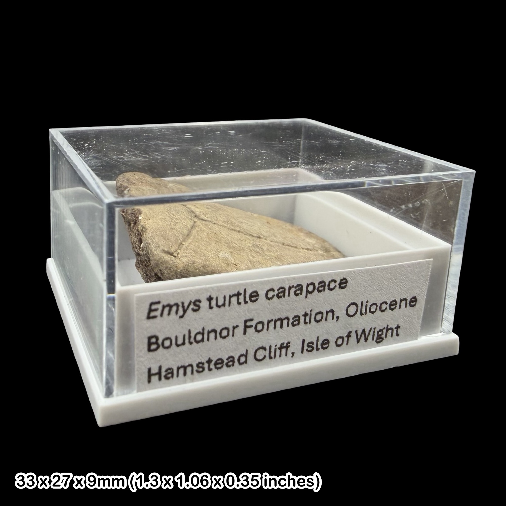 Emys Turtle Carapace Fossil Isle of Wight Oligocene Hamstead Cliff Genuine Specimen Authentic