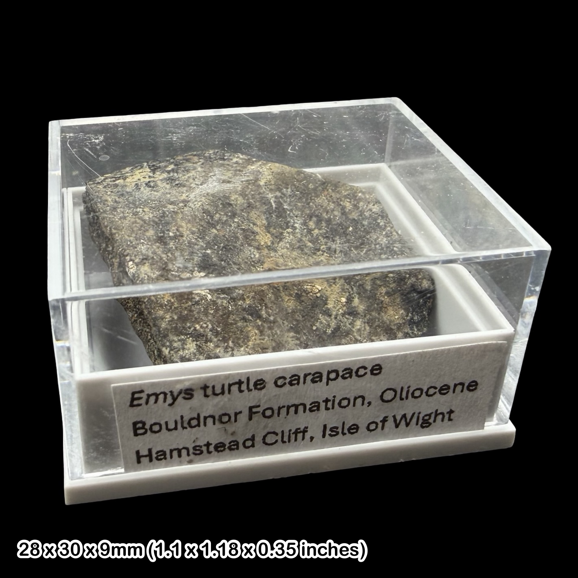Emys Turtle Carapace Fossil Isle of Wight Oligocene Hamstead Cliff Genuine Specimen Authentic