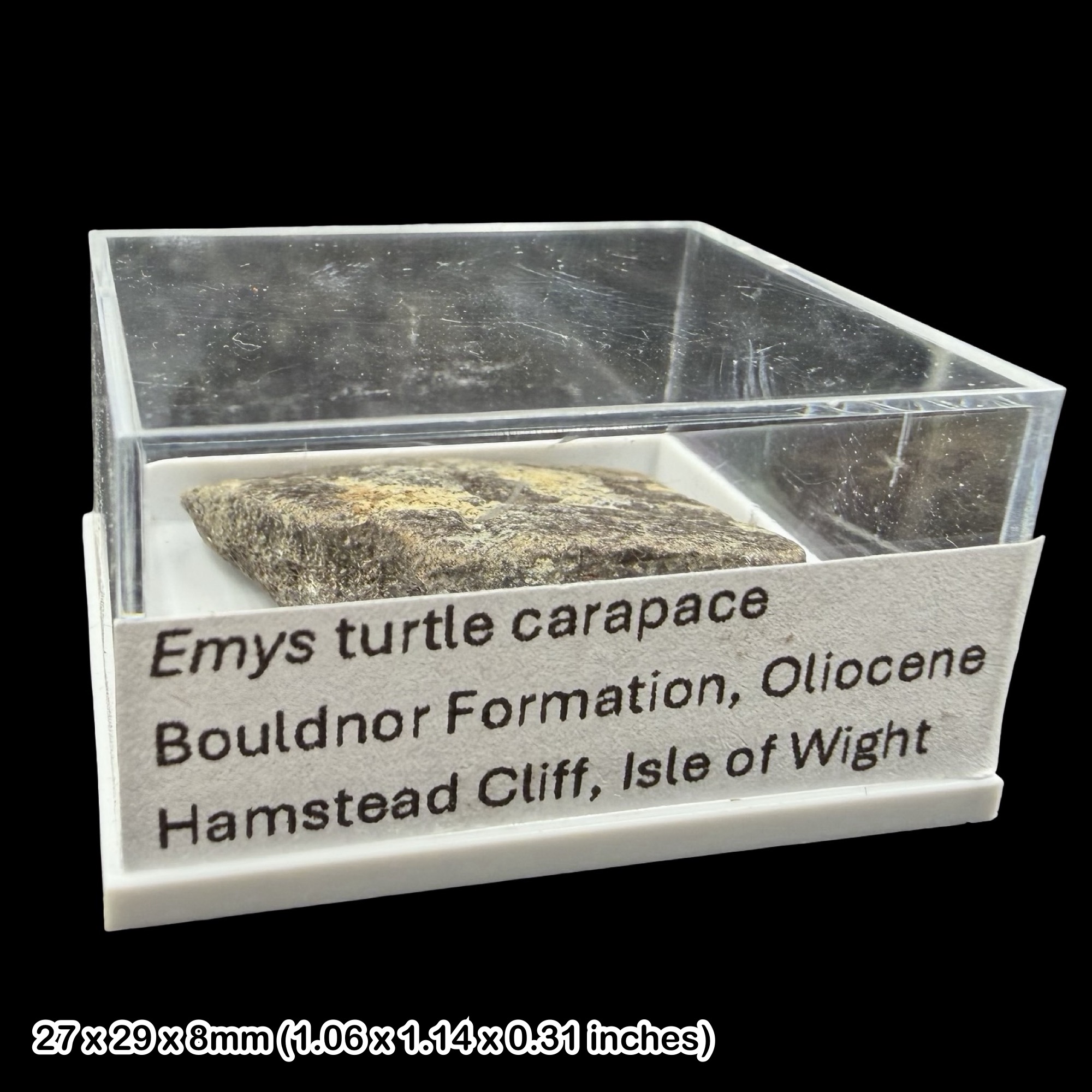 Emys Turtle Carapace Fossil Isle of Wight Oligocene Hamstead Cliff Genuine Specimen Authentic