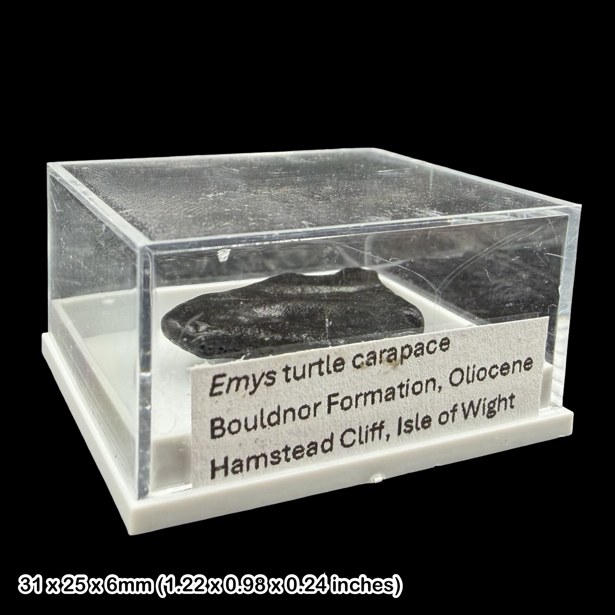 Emys Turtle Carapace Fossil Isle of Wight Oligocene Hamstead Cliff Genuine Specimen Authentic