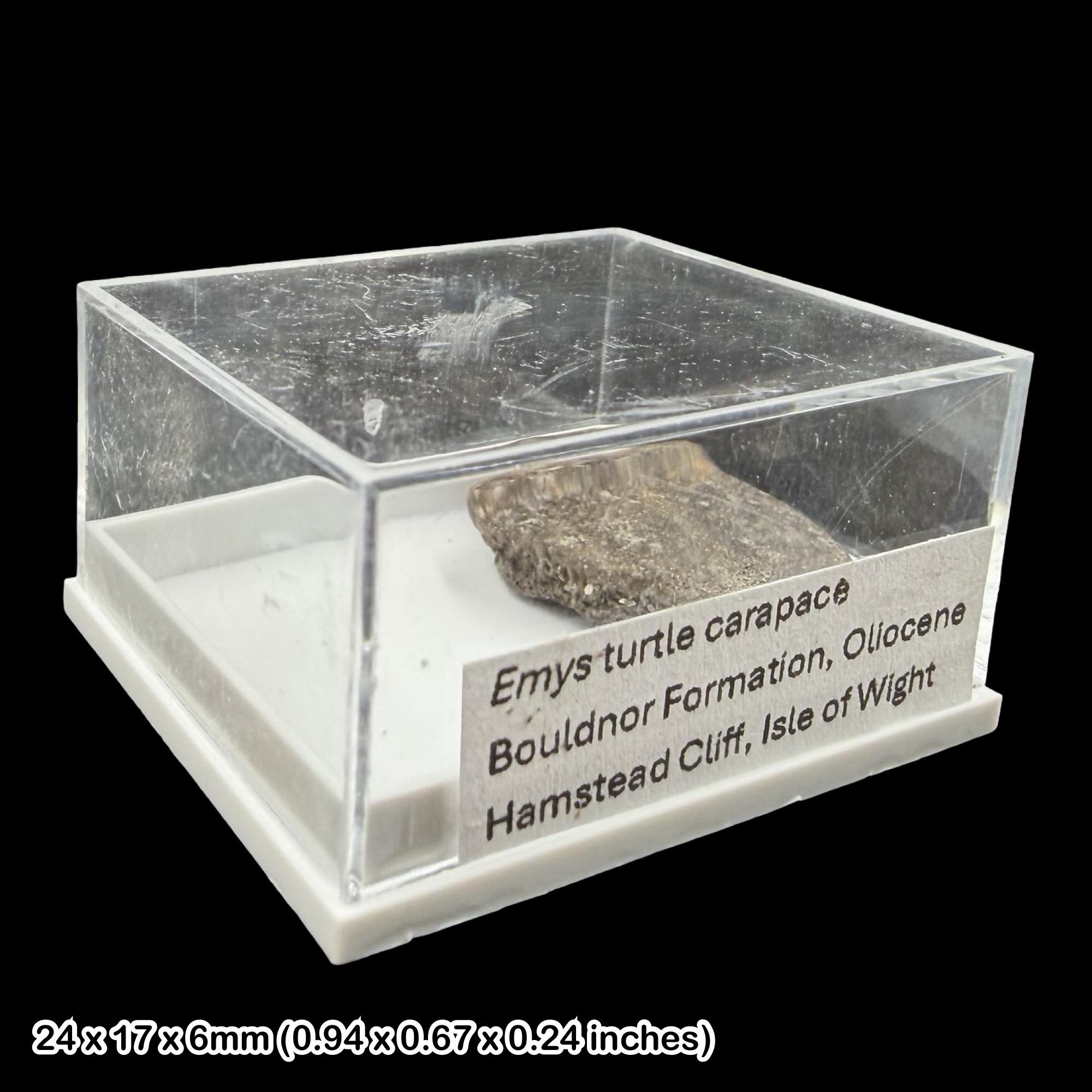 Emys Turtle Carapace Fossil Isle of Wight Oligocene Hamstead Cliff Genuine Specimen Authentic