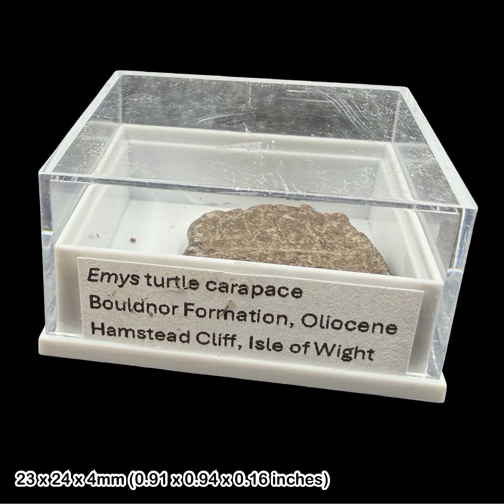 Emys Turtle Carapace Fossil Isle of Wight Oligocene Hamstead Cliff Genuine Specimen Authentic
