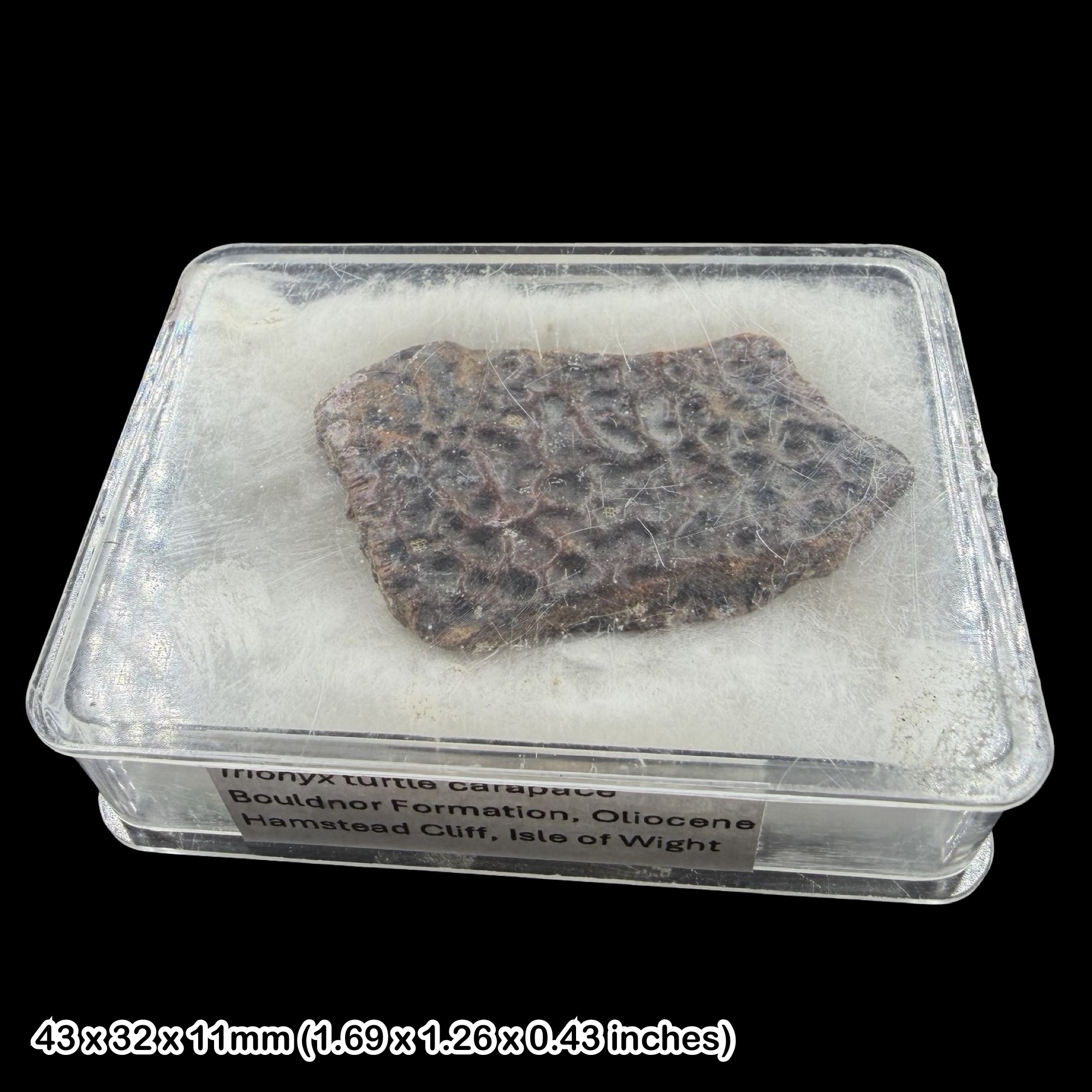 Trionyx Turtle Carapace Fossil Oligocene Isle of Wight Hamstead Cliff UK Specimen Rare Authentic Certified