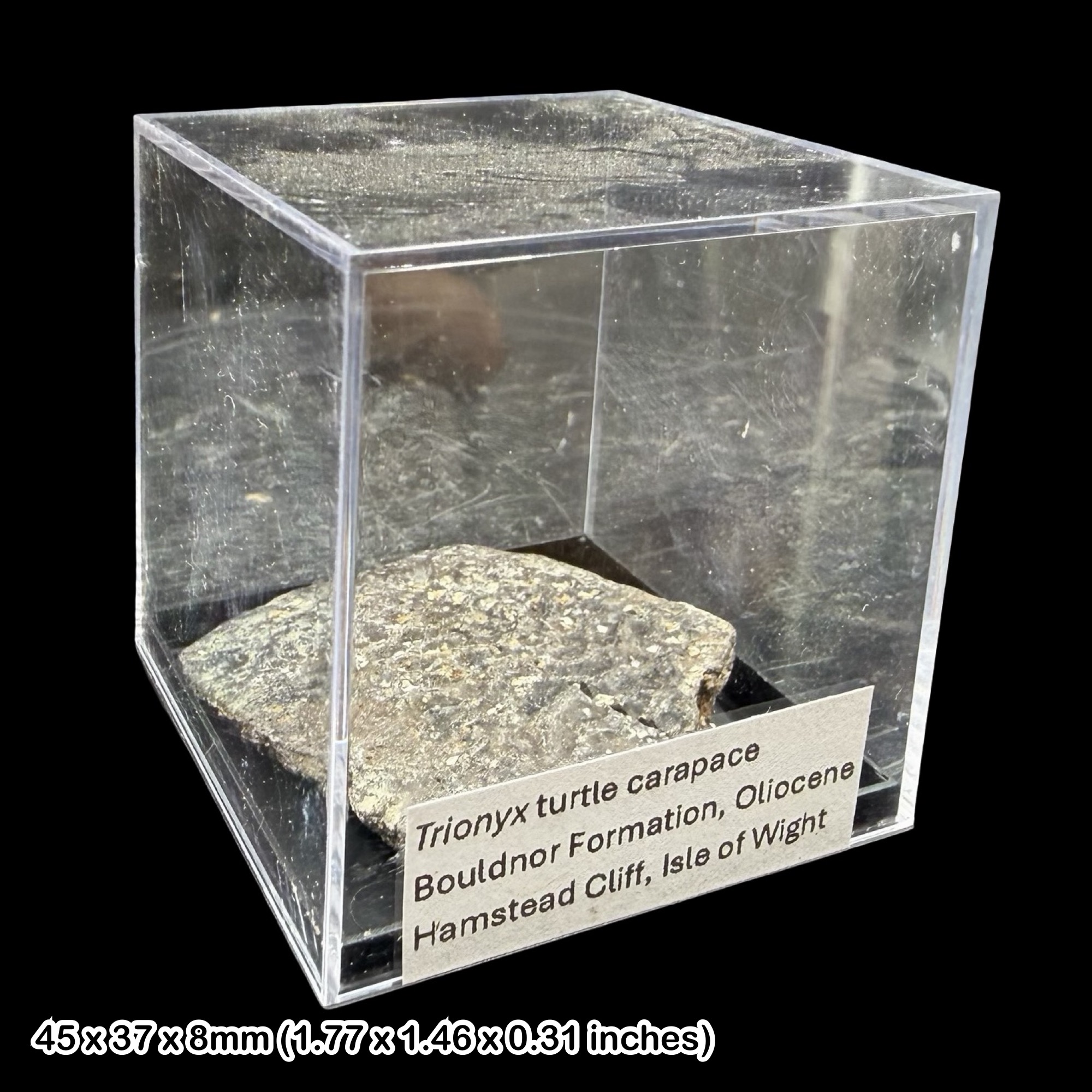 Trionyx Turtle Carapace Fossil Oligocene Isle of Wight Hamstead Cliff UK Specimen Rare Authentic Certified