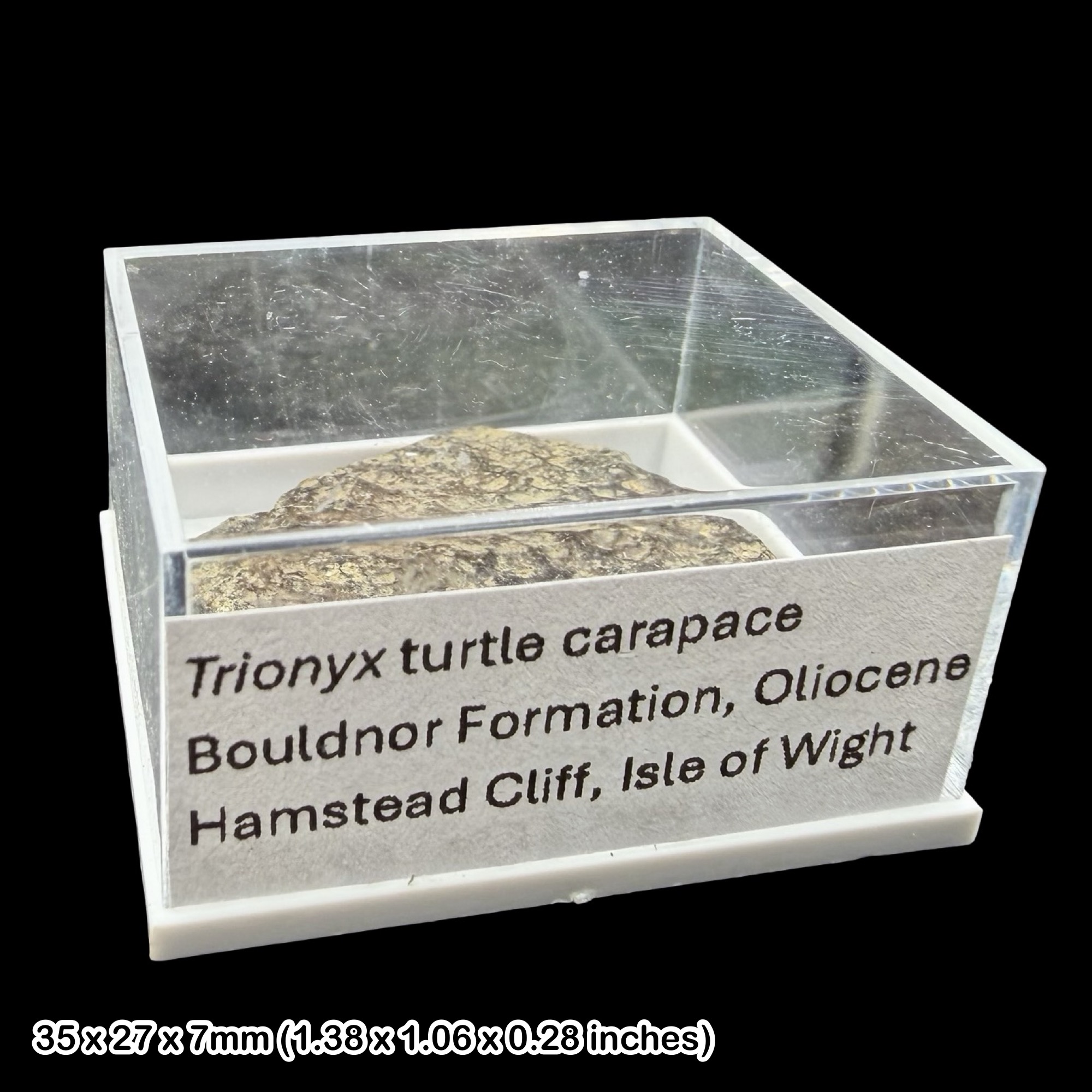 Trionyx Turtle Carapace Fossil Oligocene Isle of Wight Hamstead Cliff UK Specimen Rare Authentic Certified