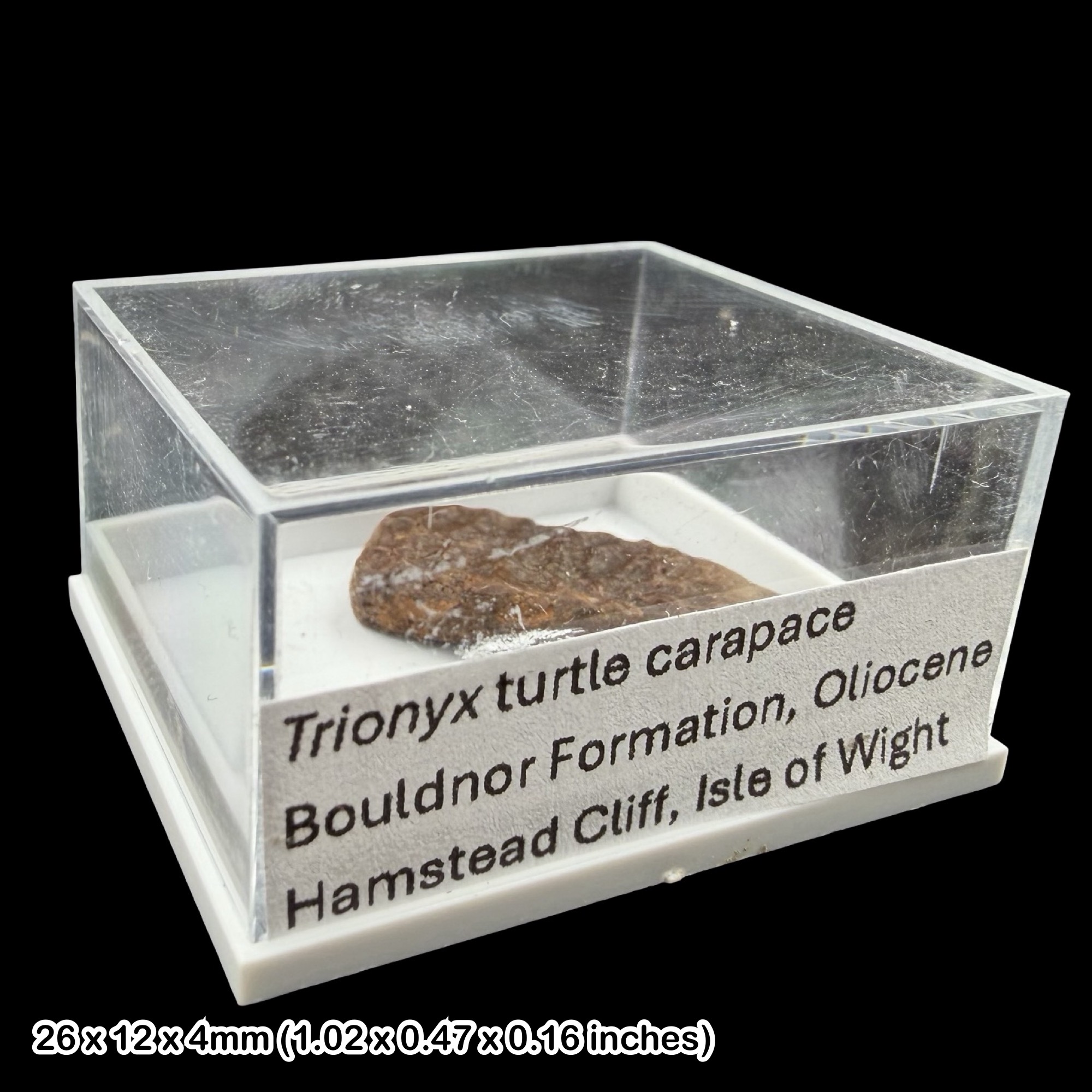 Trionyx Turtle Carapace Fossil Oligocene Isle of Wight Hamstead Cliff UK Specimen Rare Authentic Certified