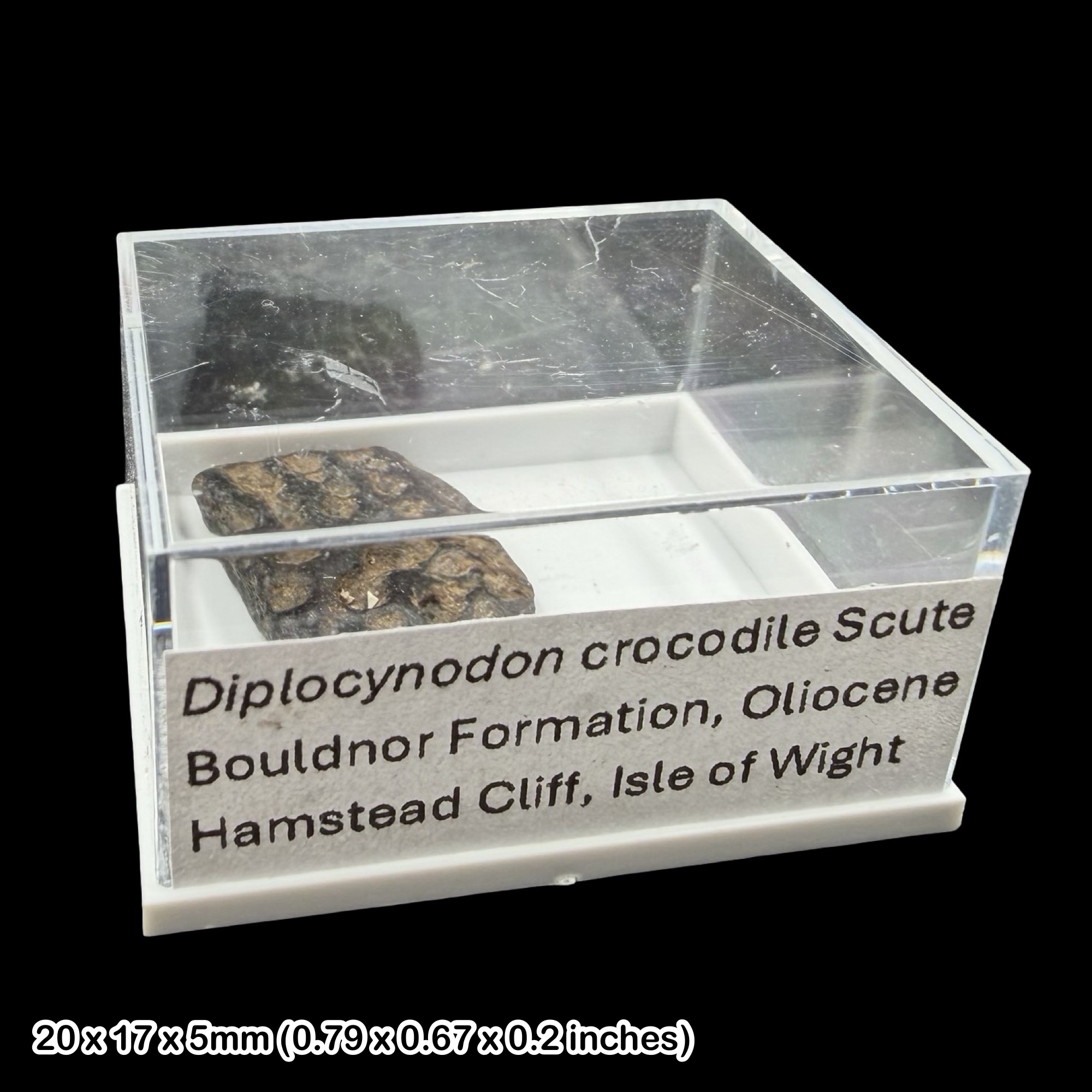 Diplocynodon Crocodile Scute Fossil Oligocene Isle of Wight Hamstead Cliff UK Authentic Specimen Certified Rare