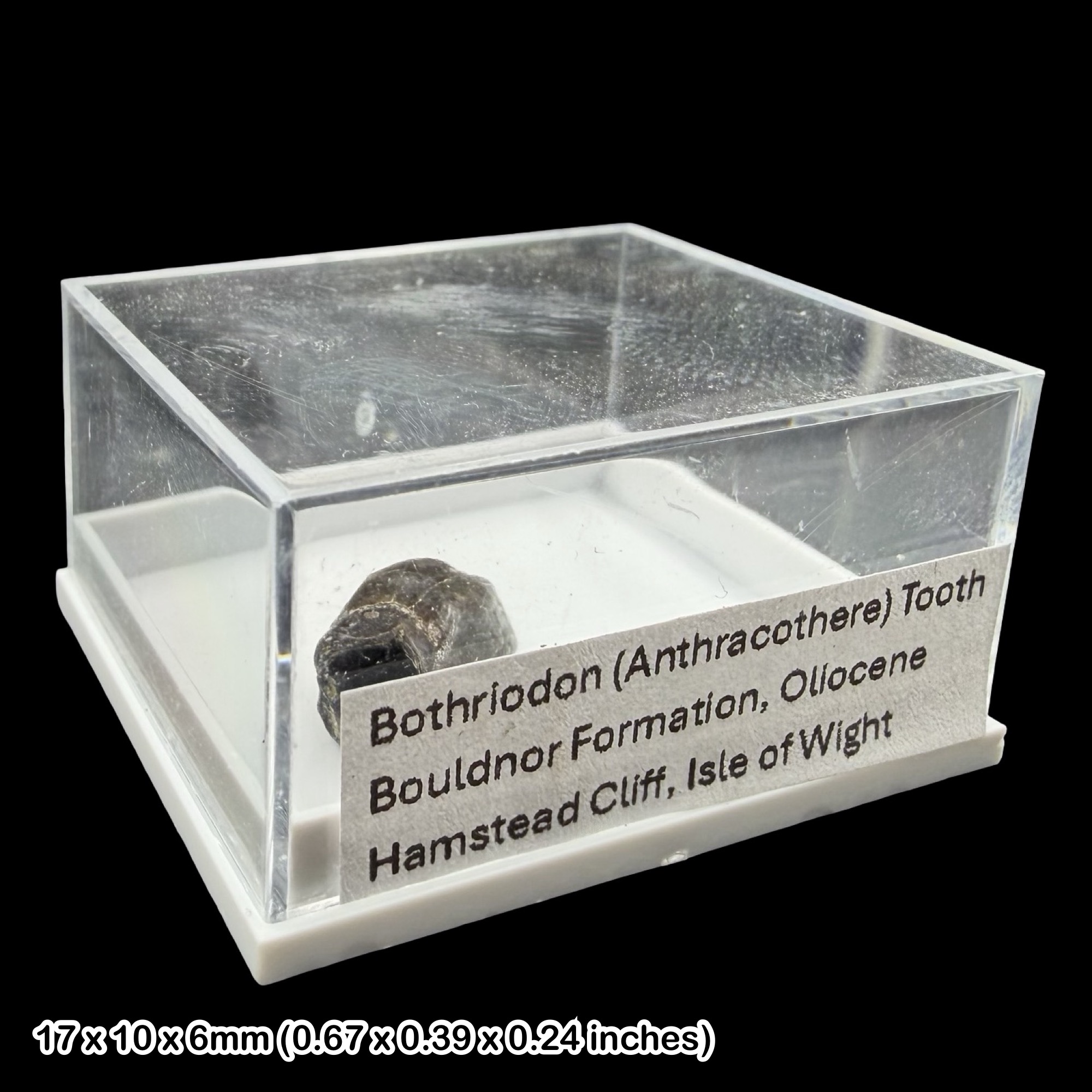 Bothriodon Tooth Fossil Rare Oligocene Isle of Wight Hamstead Cliff UK Early Mammal Authentic Certified Specimen