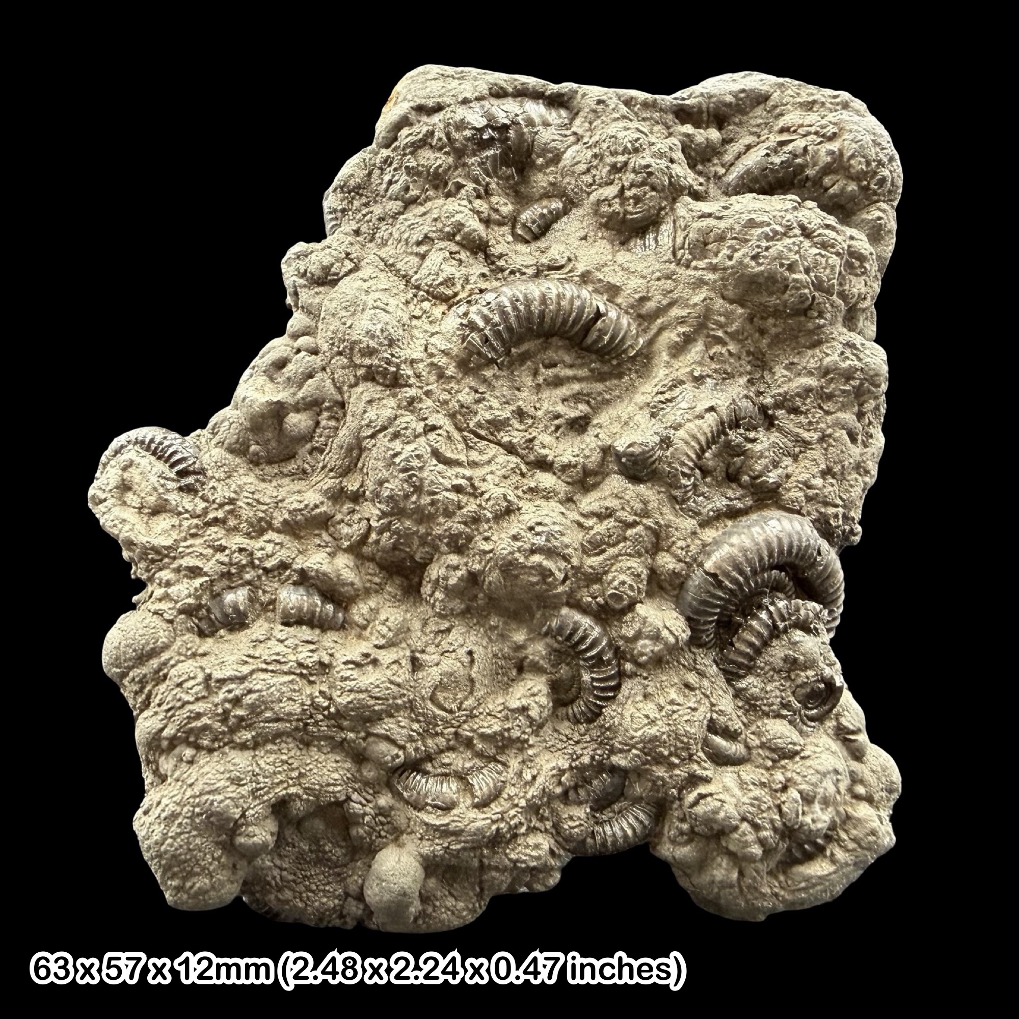 Promicroceras Pyrite Ammonite Cluster Fossil Jurassic Lyme Regis Dorset UK Authentic Golden Specimen Certified Rare Display