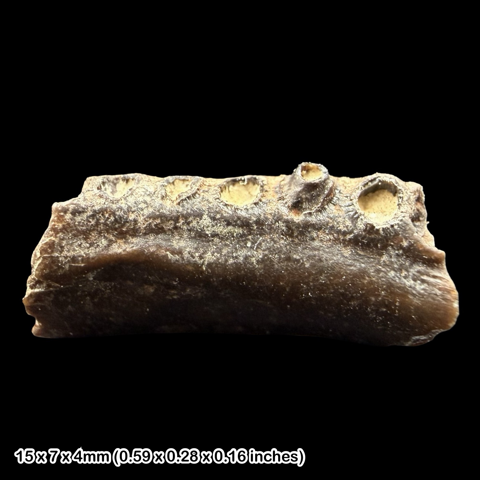 Fossil Fish Jaw Eocene Isle of Wight Totland Bay UK Headon Hill Formation Authentic Specimen Certified Rare Display